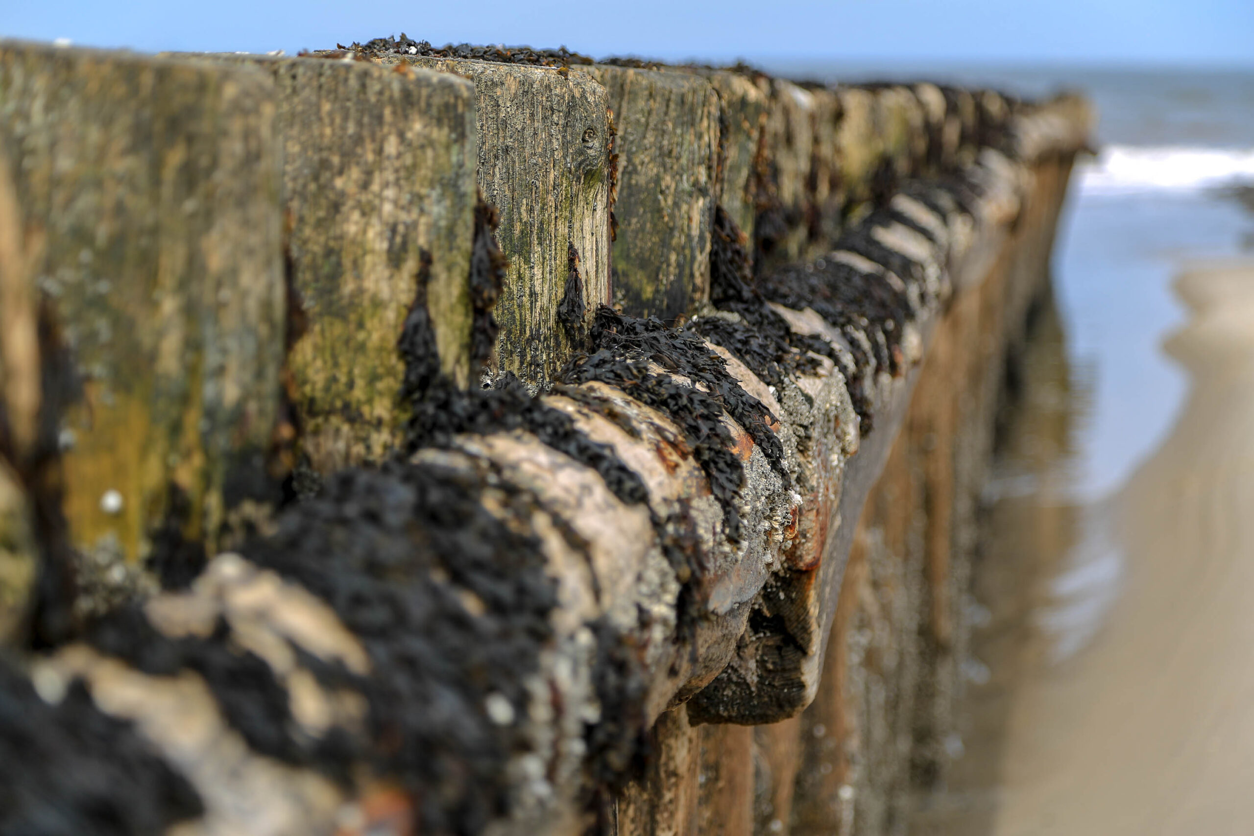 Das Bild zeigt eine Detailaufnahme eines alten Beton-Deichs an der Nordseeküste. Der Deich ist stark von Algen und anderen Meeresorganismen bewachsen, was ihm ein verwittertes und natürliches Aussehen verleiht. Die Textur des Betons ist deutlich sichtbar, mit Rissen und Unebenheiten, die durch die Witterungseinflüsse entstanden sind. Im Hintergrund ist ein Sandstrand und das Meer zu erkennen, was die Küstenlage des Motivs unterstreicht. Die Schärfentiefe ist gering, was den Fokus auf die Textur und Details des Deichs lenkt. Die Farben sind gedämpft, mit einem vorherrschenden Grün- und Brauntönen, die durch die Algen und den verwitterten Beton entstehen. Das Bild vermittelt eine Atmosphäre von Ruhe und Natürlichkeit, die typisch für die Nordseeküste ist.
