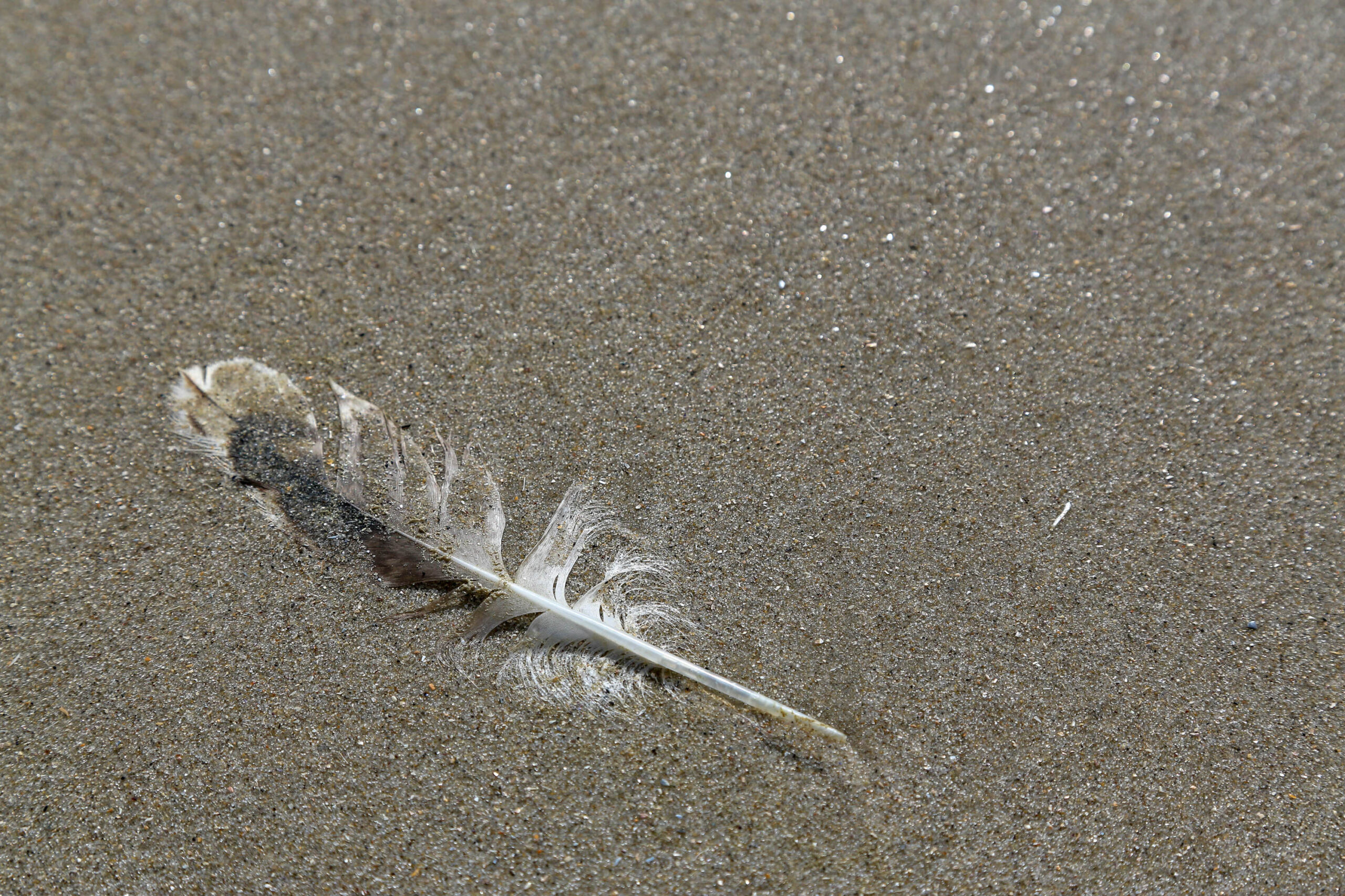 Das Bild zeigt eine einzelne Vogelfeder, die auf feuchtem, braunem Sand liegt. Die Feder ist teilweise weiß und grau gefärbt und zeigt eine detaillierte Struktur der einzelnen Federn. Der Hintergrund besteht ausschließlich aus dem Sand, der eine gleichmäßige Textur aufweist. Das Bild ist aus einer leicht erhöhten Perspektive aufgenommen, wodurch die Feder im Fokus steht. Die Beleuchtung ist diffus, was zu weichen Schatten und einer ruhigen Atmosphäre beiträgt. Der Kontext des Bildes ist die Nordseeinsel Wangerooge im April 2018.