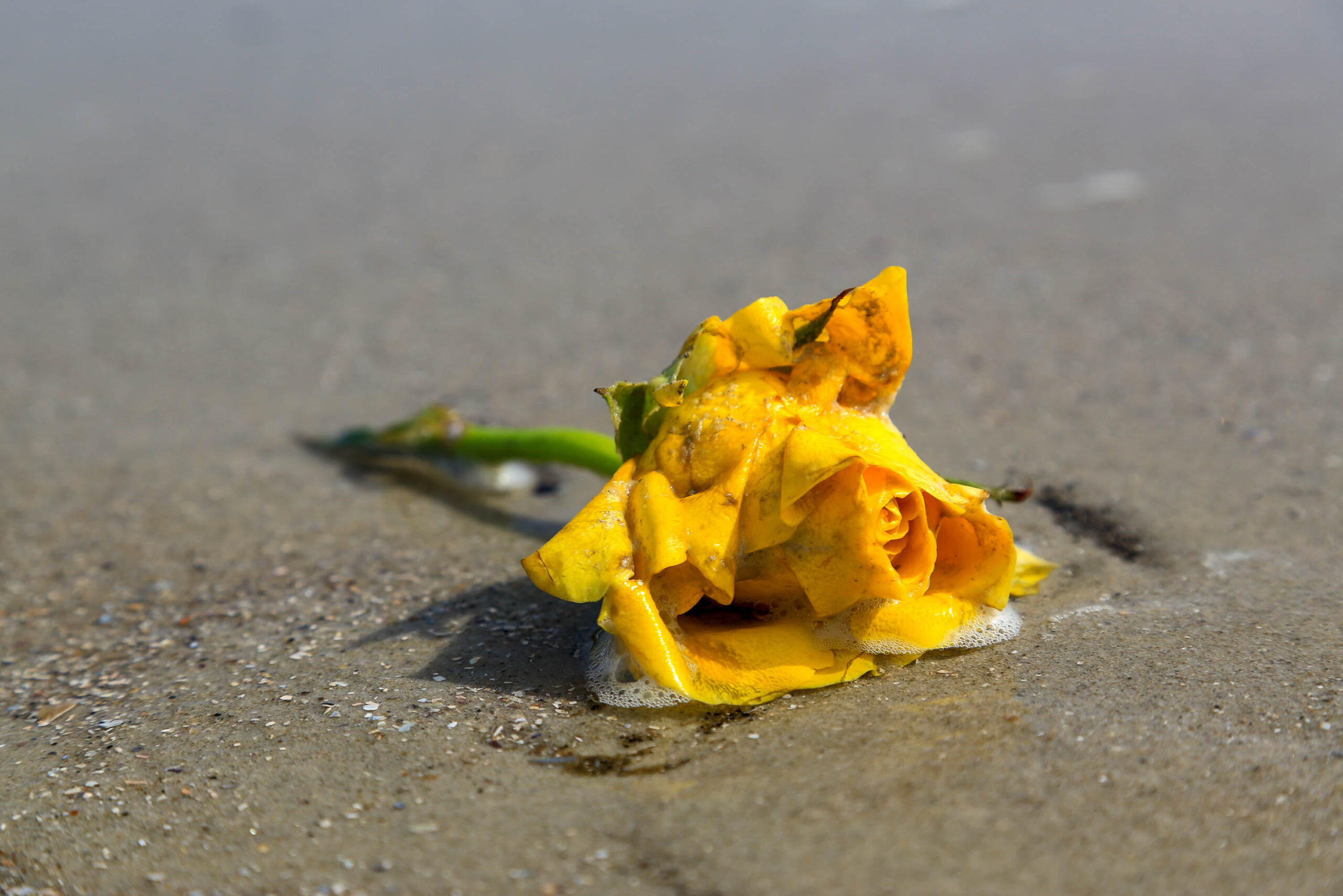 Das Bild zeigt eine einzelne, gelbe Rose, die auf feuchtem Sand liegt. Die Rose ist teilweise welk und mit einer dünnen Schicht Wasser bedeckt, was ihr ein leicht glitzerndes Aussehen verleiht. Der Sand ist hellgrau und weist feine Wellenmuster auf. Der Hintergrund ist unscharf und besteht aus weiterem Sandstrand. Die Perspektive ist von oben, wodurch die Rose im Fokus steht. Das Bild vermittelt eine melancholische und vergängliche Stimmung.