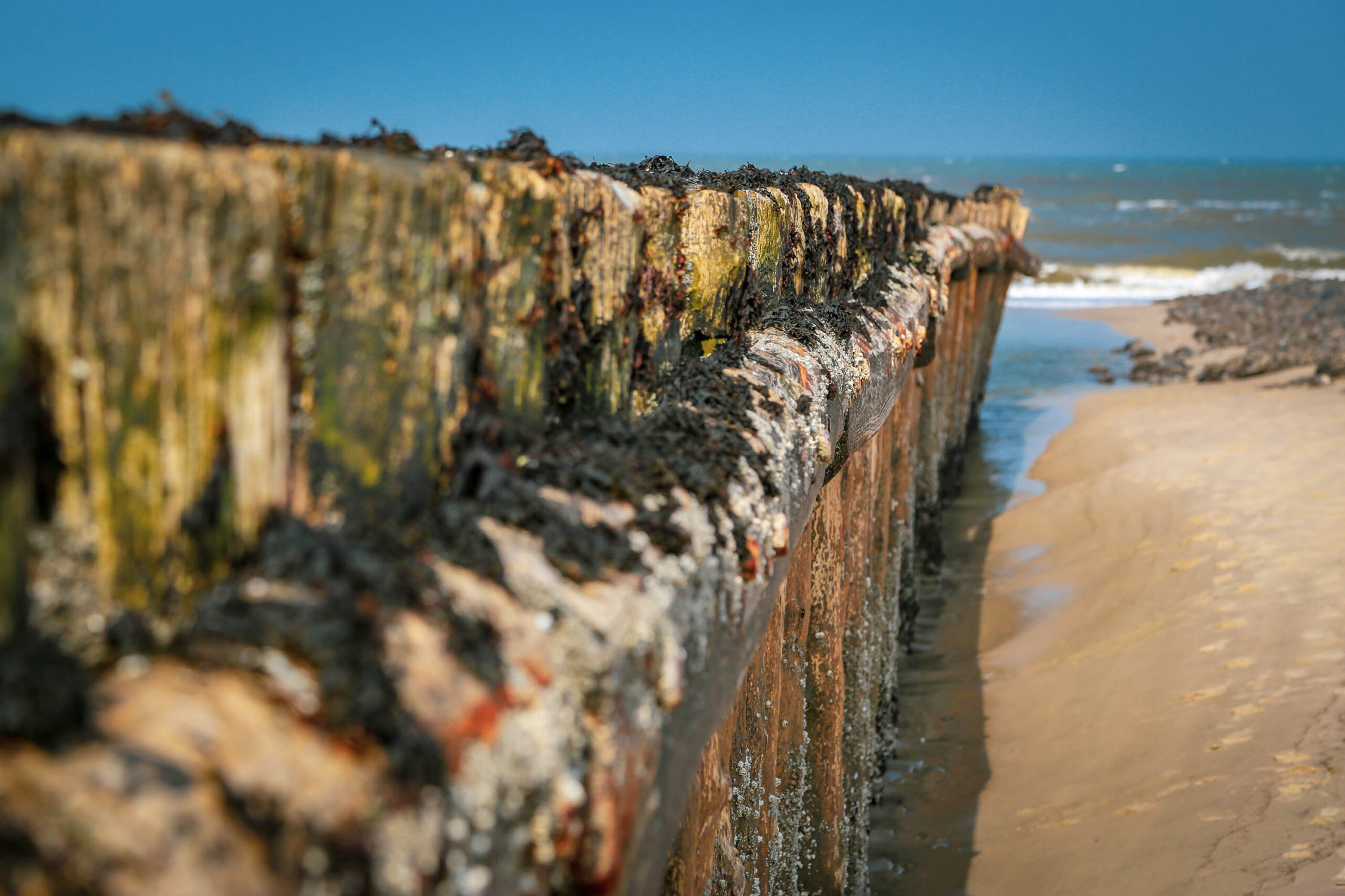 Das Bild zeigt eine detaillierte Nahaufnahme eines Schiffswracks, das am Strand von Wangerooge liegt. Das Wrack ist stark verwittert und mit einer dicken Schicht aus Algen und Seetang bedeckt, was seine natürliche Umgebung widerspiegelt. Der Sandstrand im Vordergrund ist hell und kontrastiert mit dem dunkleren Wrack. Im Hintergrund sind das Meer und ein blauer Himmel zu sehen. Die Perspektive betont die Textur und die Details des Wracks, was eine melancholische und nachdenkliche Atmosphäre erzeugt.