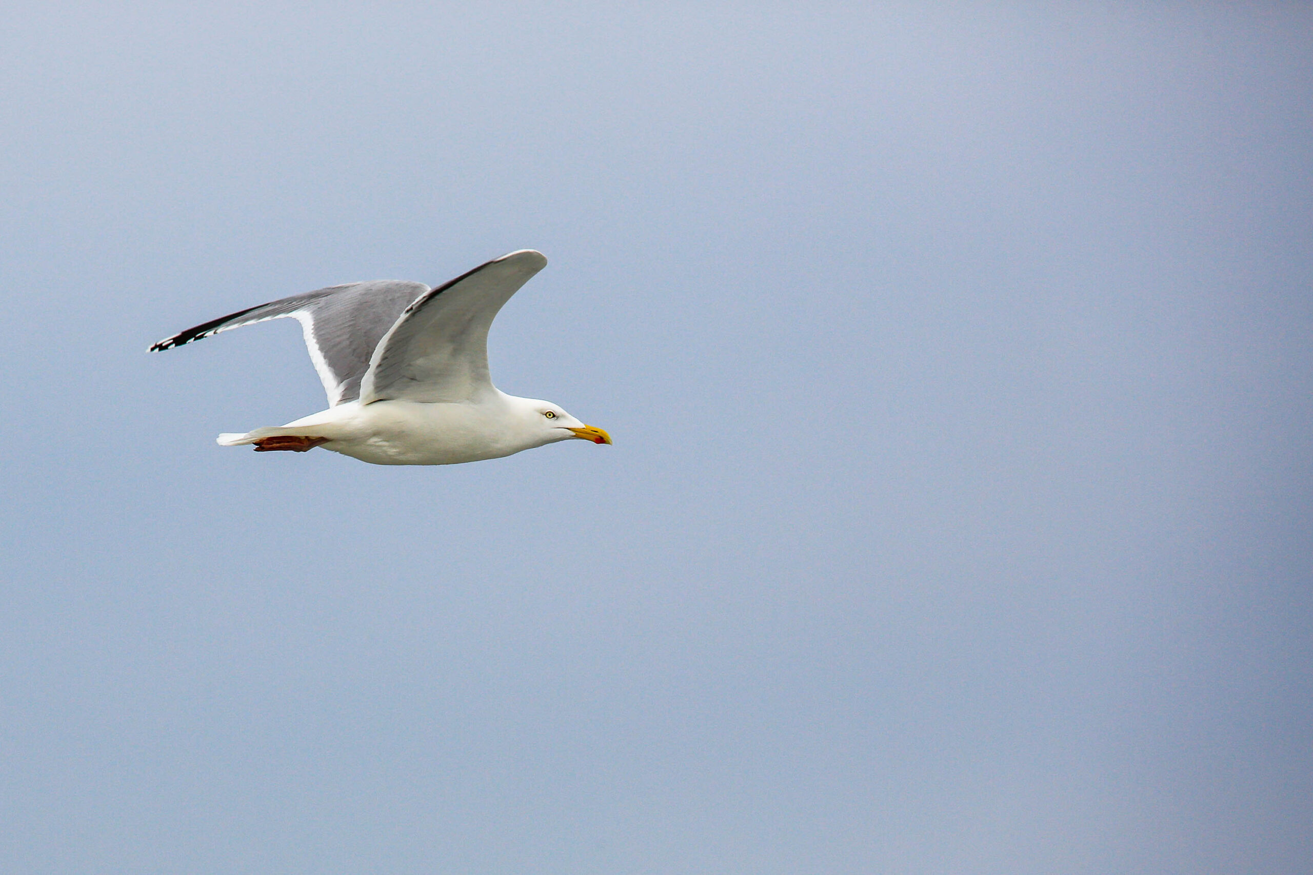 Das Bild zeigt einen fliegenden Seeadler vor einem hellblauen Himmel. Der Adler ist in der Mitte des Bildes platziert und seine Flügel sind weit ausgebreitet. Der Hintergrund ist ein gleichmäßiger, heller Blauton, der die Bewegung des Vogels hervorhebt. Das Bild ist scharf und gut belichtet, was die Details des Vogels und des Himmels gut zur Geltung bringt.