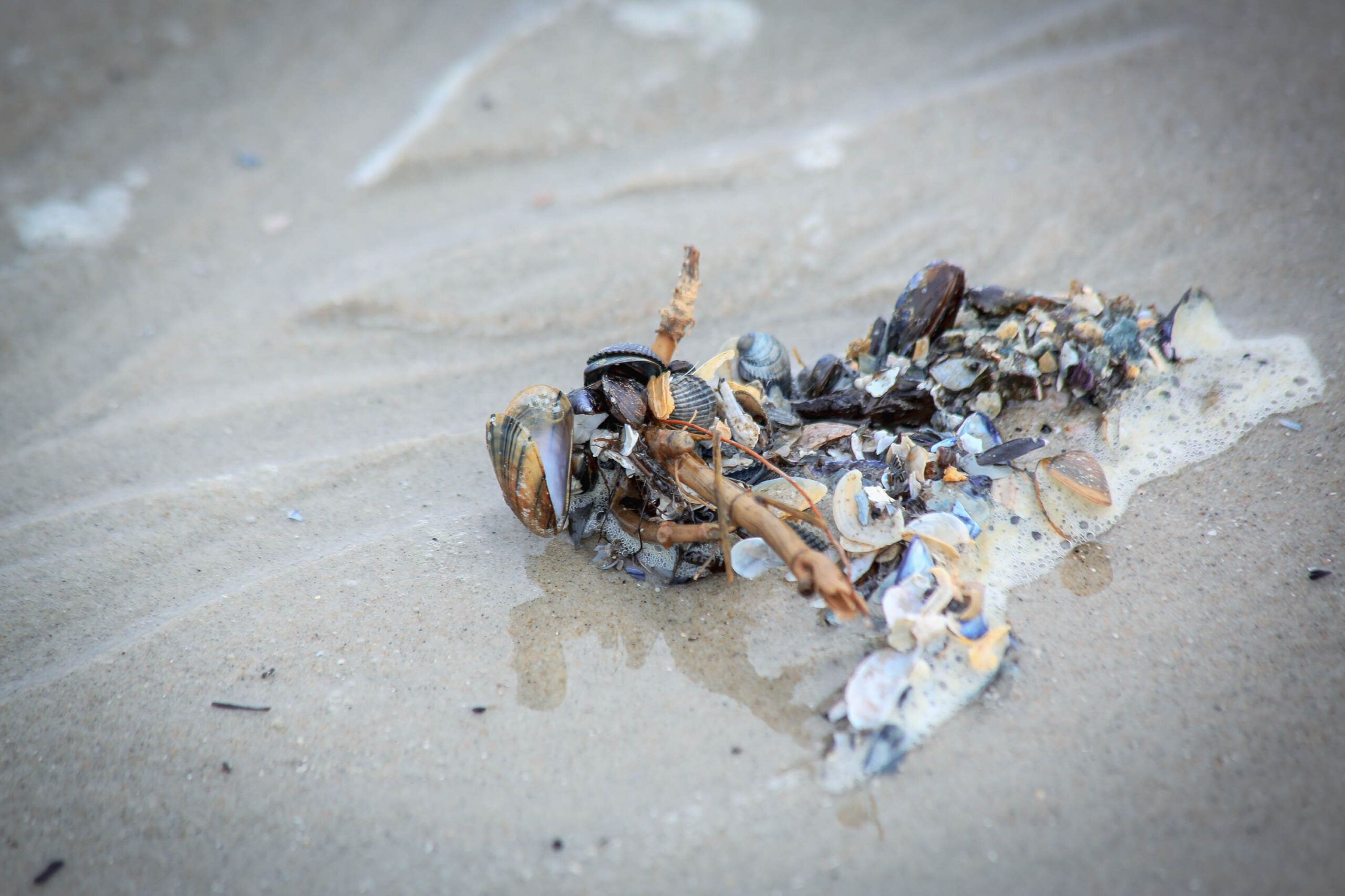 Die Aufnahme zeigt eine Detailaufnahme eines Sandstrandes, bedeckt mit einer Ansammlung von Muscheln, Seetang und anderen marinen Ablagerungen. Die Muscheln sind in verschiedenen Größen und Farben zu sehen, von bläulich-weiß bis hin zu dunkleren Brauntönen. Der Seetang liegt verstreut zwischen den Muscheln und trägt zur organischen Textur des Strandes bei. Der Sand selbst ist feinkörnig und hellgrau, mit feuchten Stellen, die auf eine kürzliche Flut hindeuten. Die Beleuchtung ist diffus, was auf bewölktes Wetter hindeutet. Die Komposition konzentriert sich auf die Details der Meeresabfälle und erzeugt eine intime und fast mikroskopische Perspektive auf die Küstenökosysteme.