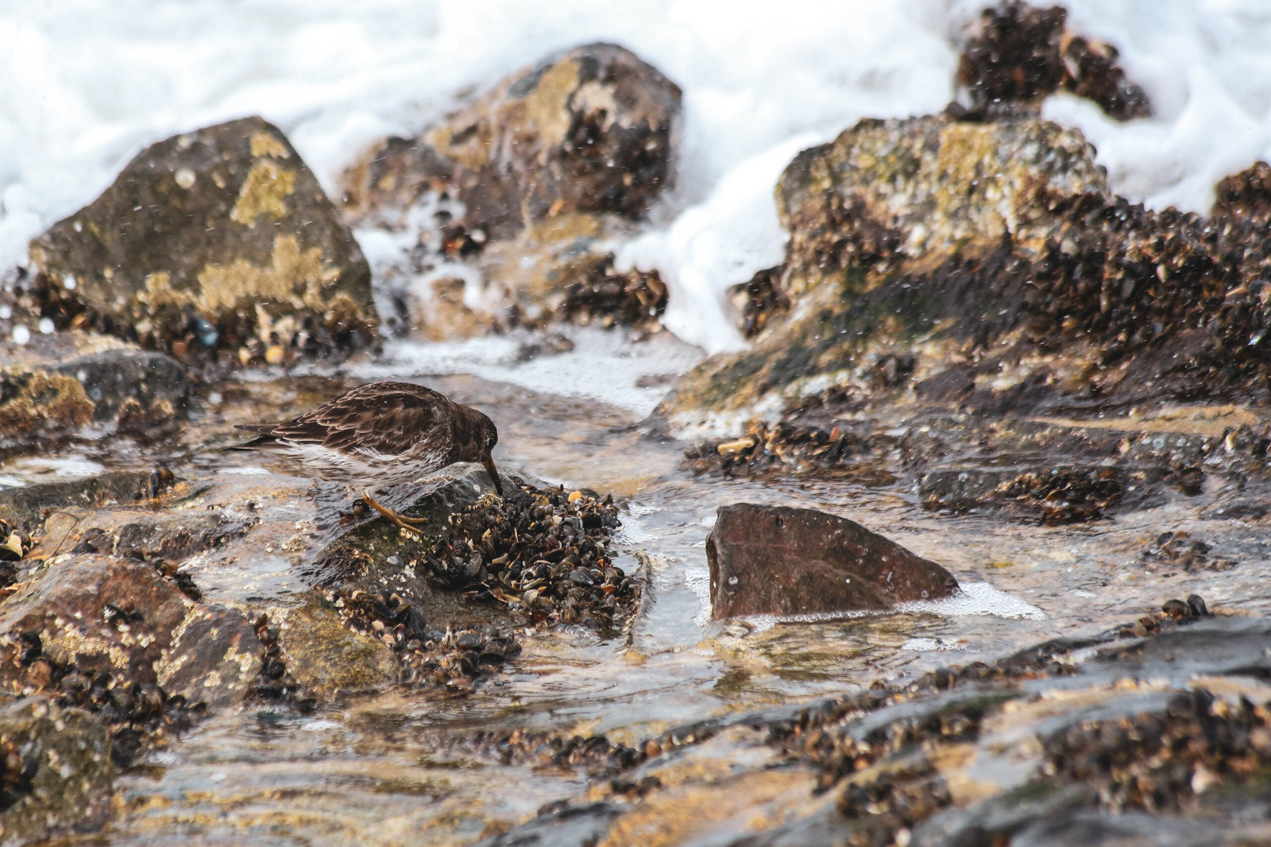 Das Bild zeigt eine Nahaufnahme eines Vogels, der in einem flachen, von Felsen durchflossenen Bach auf der Insel Wangerooge steht. Das Wasser ist trüb und schlammig, was auf die Gezeiten und die Beschaffenheit des Meeresbodens hindeutet. Die Felsen sind mit Algen und Seetang bewachsen, was die natürliche Umgebung unterstreicht. Der Himmel ist bewölkt, was auf ein eher trübes Wetter hindeutet. Die Szene vermittelt eine Atmosphäre von Wildnis und Natürlichkeit.