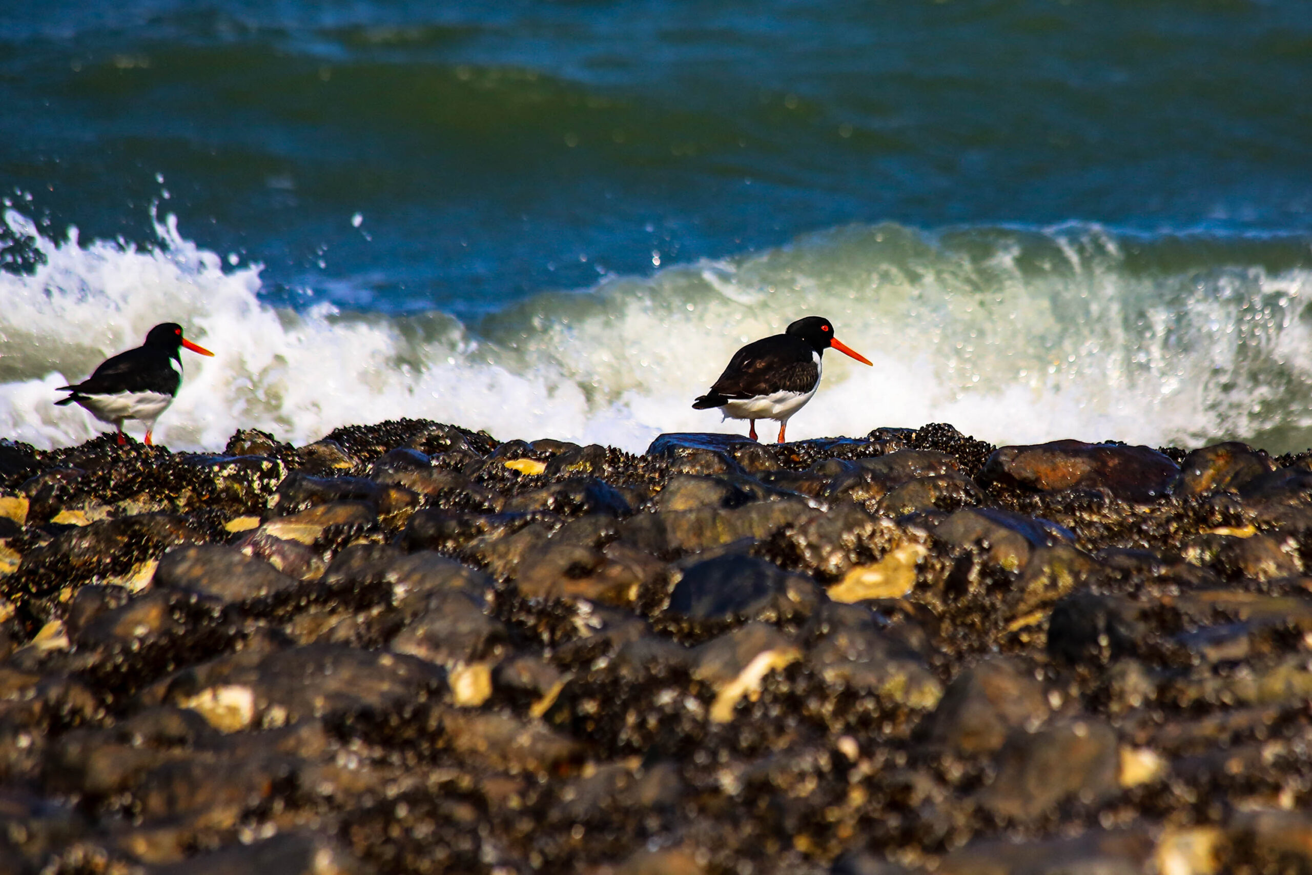 Das Bild zeigt zwei Küstenvögel, vermutlich Austernmuscheln (Haematopus ostraleginus), die auf einem dunklen, felsigen Untergrund stehen. Im Hintergrund tobt das Meer mit weißen Wellen, die auf den Felsen treffen. Die Austernmuscheln haben einen markanten schwarzen Kopf und Körper mit einem weißen Bauch und einem leuchtend orangefarbenen Schnabel und Beinen. Das Licht ist hell und beleuchtet die Vögel und die Wellen, wodurch ein starker Kontrast entsteht. Die Szene vermittelt ein Gefühl von Wildheit und Natürlichkeit.