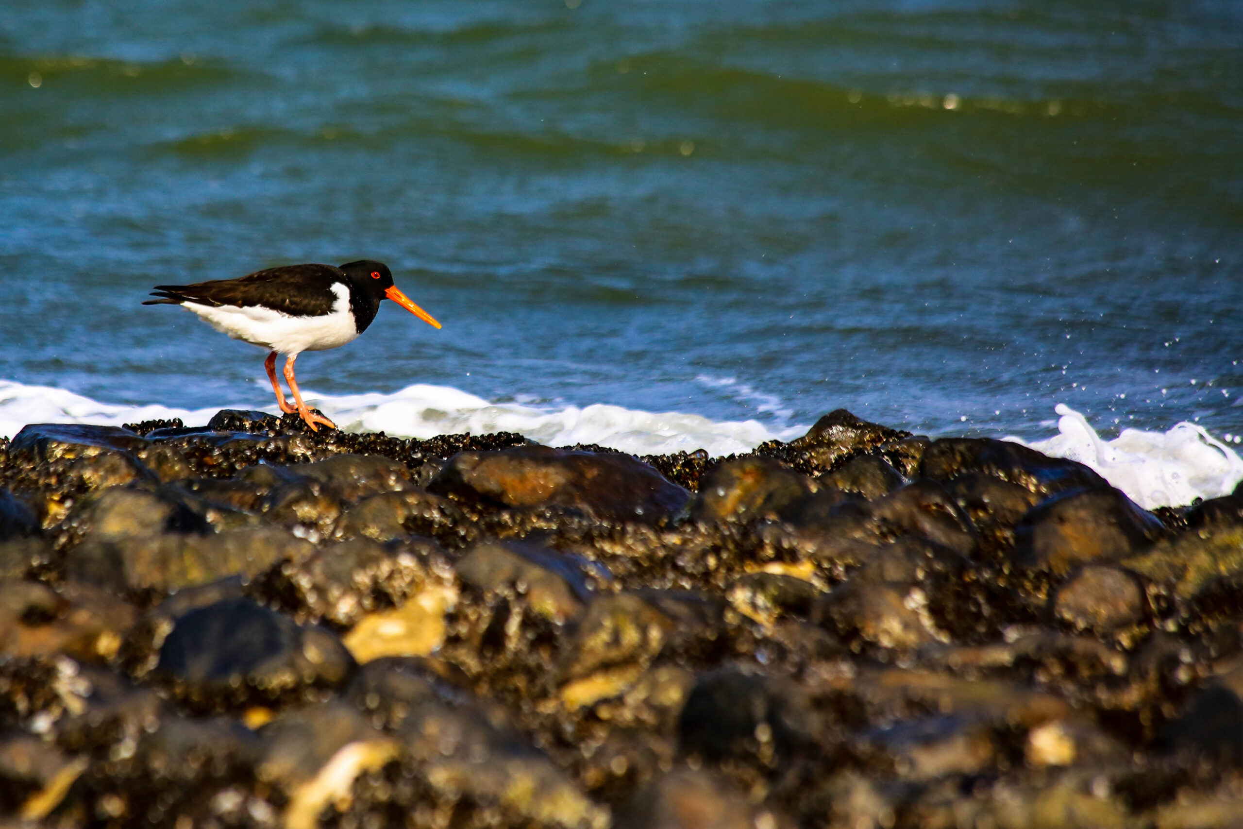 Das Bild zeigt einen Küstenstrandläufer ( *Haematopus ostraleginus* ) auf einem Felsvorsprung am Strand. Der Strandläufer hat das typische schwarz-weiße Gefieder mit einem orangefarbenen Schnabel. Im Hintergrund ist das Meer mit leichtem Wellengang zu sehen. Der Himmel ist nicht sichtbar, aber das Licht deutet auf einen sonnigen Tag hin. Der Strand besteht aus dunklen, feuchten Felsen, die von Algen und Seetang bedeckt sind. Die Szene vermittelt eine friedliche und natürliche Atmosphäre.