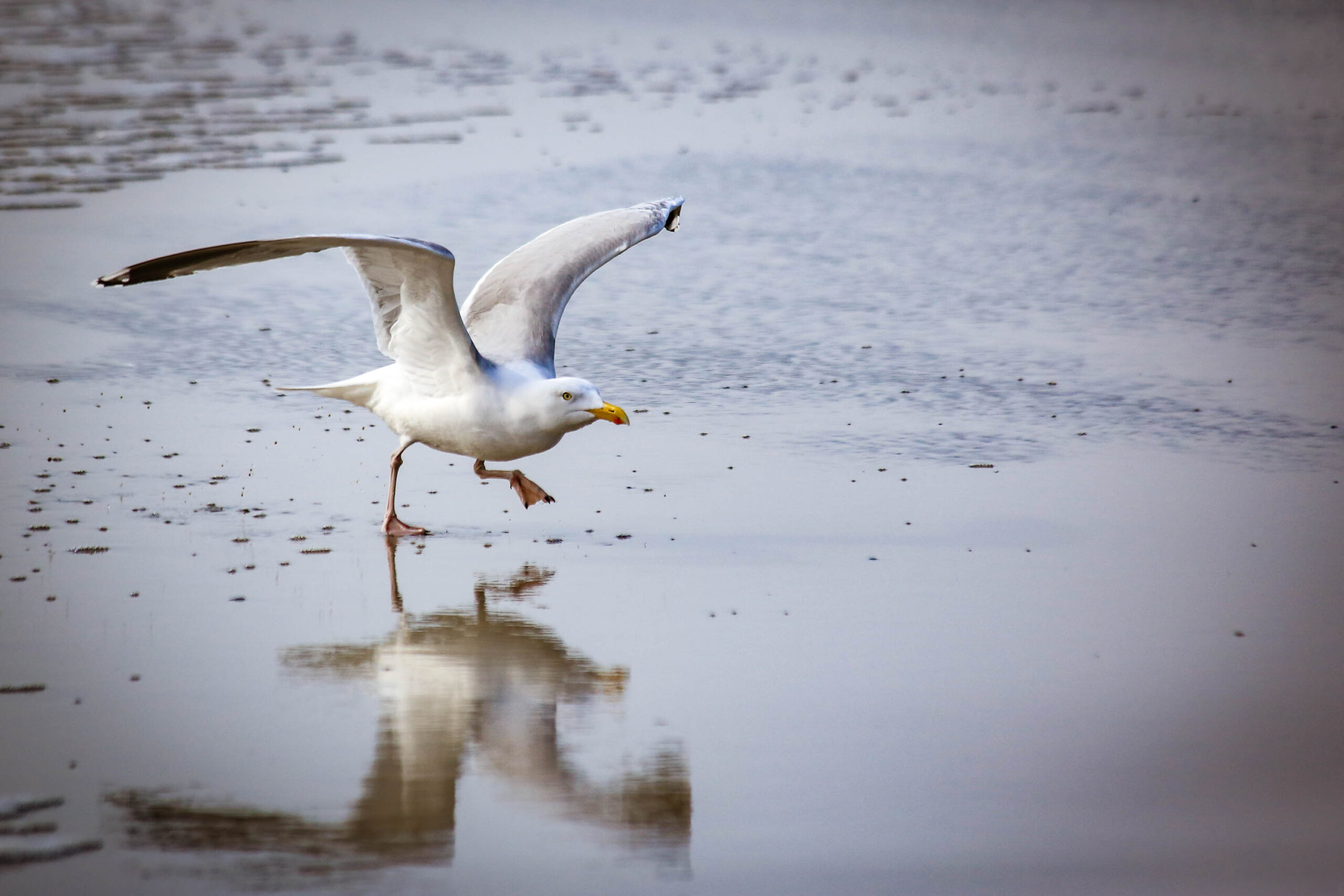 Das Bild zeigt einen fliegenden Seeadler über einer Wasseroberfläche. Der Adler ist in der Mitte des Bildes zu sehen und seine Flügel sind weit ausgebreitet. Die Wasseroberfläche spiegelt den Adler und den Himmel wider. Der Himmel ist bewölkt. Das Bild ist in einem hellen, natürlichen Licht aufgenommen.
