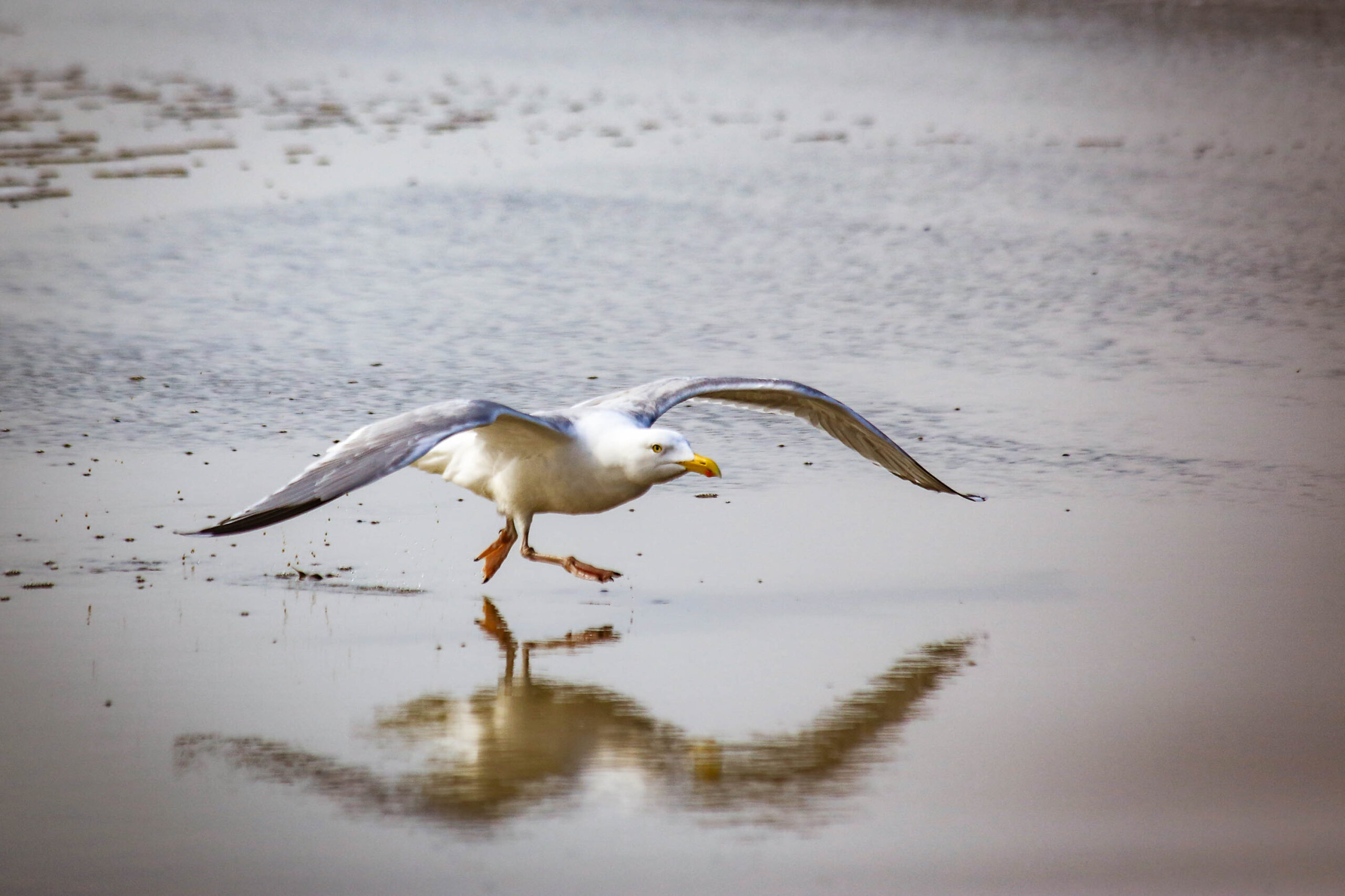 Das Bild zeigt einen Seeadler, der sich auf einer flachen Wasseroberfläche befindet. Der Adler hält seine Flügel aus, was darauf hindeutet, dass er entweder kurz vor dem Abflug ist oder sich gerade erst auf der Wasseroberfläche niedergelassen hat. Das Wasser ist ruhig und spiegelt den Adler und den Himmel wider. Der Himmel ist bewölkt, was zu einer gedämpften Beleuchtung beiträgt. Die Szene vermittelt ein Gefühl von Ruhe und Frieden. Der Adler ist das Hauptaugenmerk des Bildes und seine Anwesenheit verleiht der Szene einen Hauch von Wildheit und Freiheit.