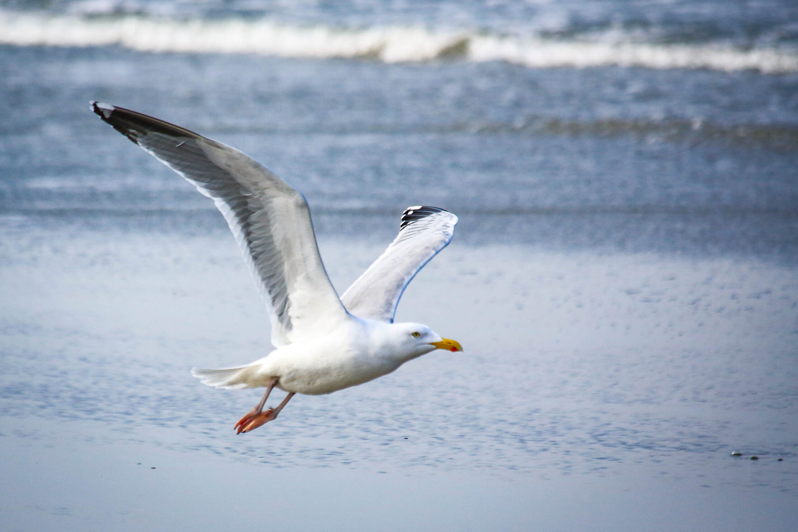 Das Bild zeigt einen fliegenden Seeadler über einem Sandstrand. Der Adler ist in voller Pracht zu sehen, mit ausgebreiteten Flügeln, die die Weite des Himmels und des Meeres widerspiegeln. Der Sandstrand erstreckt sich bis zum Horizont, wo er sich mit dem blauen Wasser des Meeres vermischt. Der Himmel ist leicht bewölkt, was dem Bild eine ruhige und friedliche Atmosphäre verleiht.