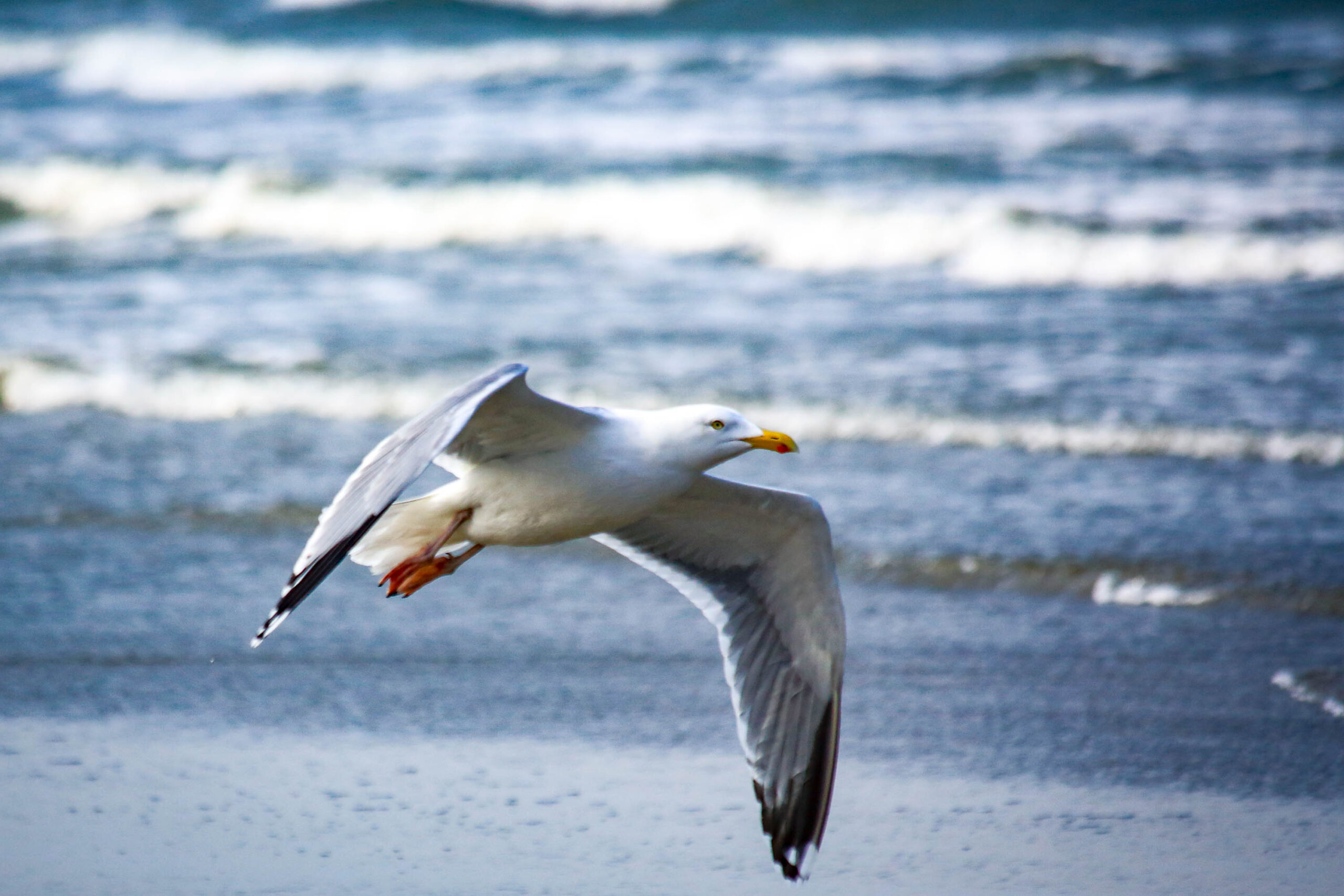 Das Bild zeigt einen fliegenden Seeadler über dem Meer. Der Adler ist in voller Pracht zu sehen, mit ausgebreiteten Flügeln, die die Kraft und Anmut dieses Vogels zeigen. Das Meer im Hintergrund ist leicht aufgewühlt und reflektiert das Licht, was dem Bild eine dynamische Atmosphäre verleiht. Die Farben sind überwiegend blau und weiß, was die typische Farbgebung eines Tages am Meer widerspiegelt. Der Adler scheint sich auf der Suche nach Nahrung zu befinden, was die Szene mit einem Hauch von Wildnis und Freiheit erfüllt.