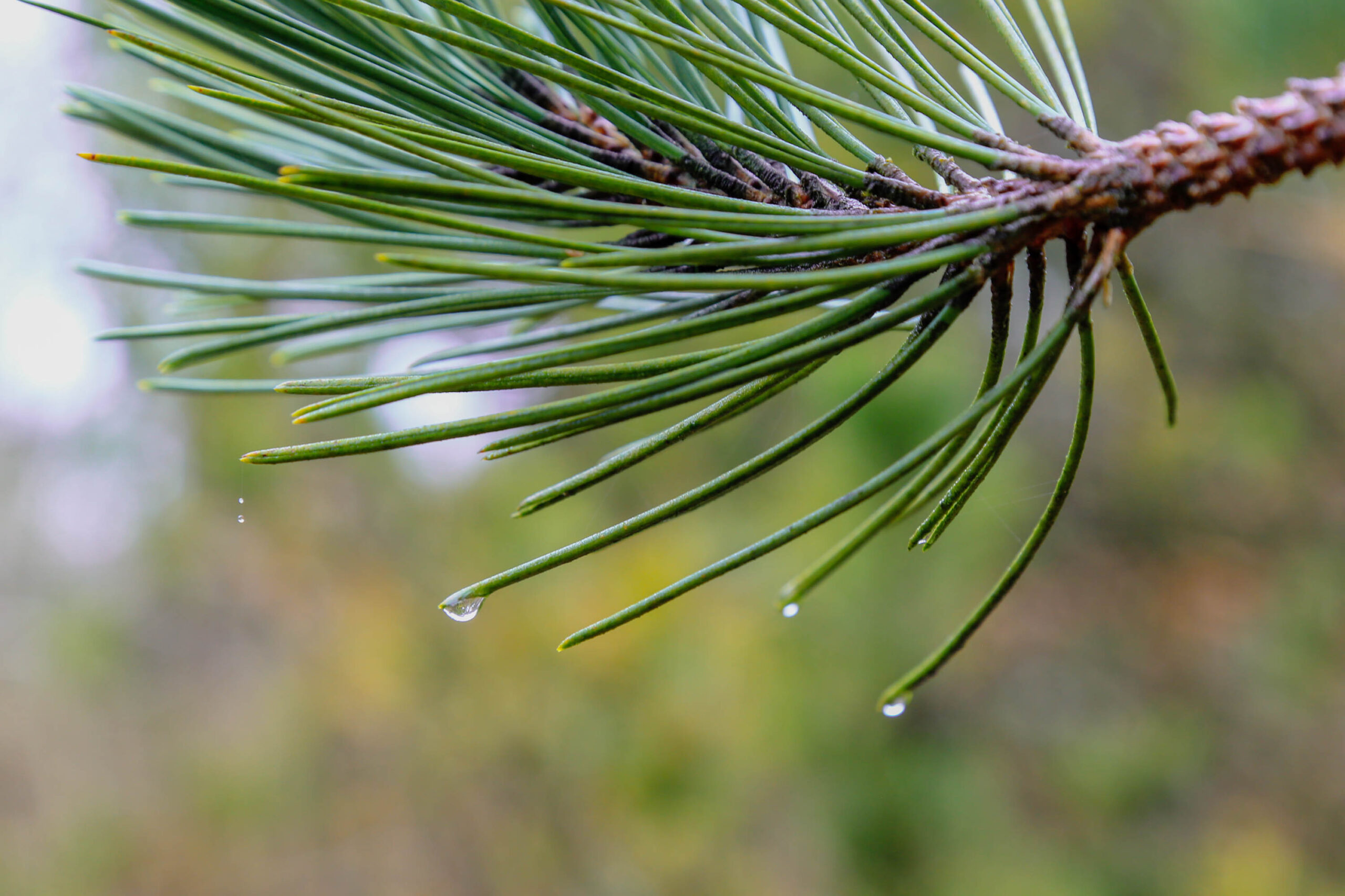 Das Bild zeigt eine detaillierte Nahaufnahme eines Kiefernzweiges. Die Nadeln sind dunkelgrün und tragen einzelne, klare Wassertropfen. Der Zweig biegt sich leicht nach unten. Der Hintergrund ist unscharf und besteht aus Grün, was den Fokus auf den Zweig lenkt. Die Aufnahme wurde im April 2018 auf der Insel Wangerooge in der Nordsee gemacht.