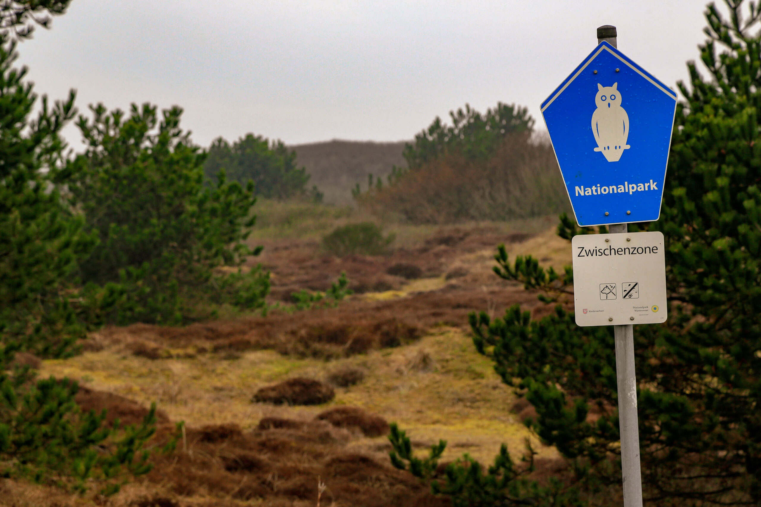 Die Aufnahme zeigt eine typische Landschaft der Wangerooge, einer der Ostfriesischen Inseln in der Nordsee. Der Weg schlängelt sich durch einen dichten, überwiegend aus Kiefern und Wacholder bestehenden Wald. Der Boden ist feucht und schlammig, was auf die Nähe zum Meer und die vorherrschenden Wetterbedingungen hindeutet. Ein blaues, rechteckiges Schild mit einem stilisierten Bild einer Eule und dem Schriftzug 'Nationalpark' ist im Vordergrund auf einem Pfahl befestigt. Darunter befindet sich ein weiteres Schild mit Warnhinweisen und Symbolen, die auf eine 'Zwischenzone' hinweisen. Der Himmel ist leicht bewölkt, was die diffuse Beleuchtung der Szene erklärt. Die Vegetation ist dicht und überwuchert, was den Eindruck eines unberührten Naturraums verstärkt.