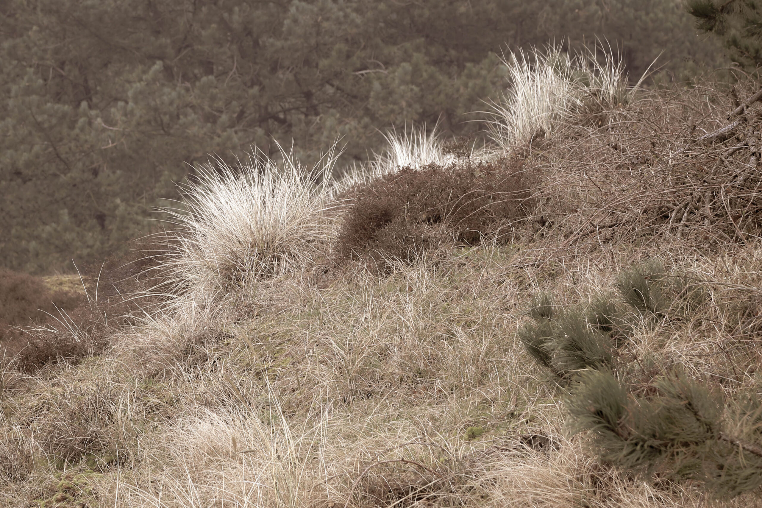 Das Bild zeigt eine Nahaufnahme von Dünenvegetation auf der Insel Wangerooge. Die Vegetation besteht hauptsächlich aus grau-braunen Büschen und gelblichen Gräsern, die sich in einer unregelmäßigen Form erheben. Die Farben sind gedämpft und wirken durch die April-Monatszeit und das Wetter etwas trist. Die Textur ist rau und uneben, was die natürliche Beschaffenheit der Dünen unterstreicht. Das Bild vermittelt eine ruhige und friedliche Atmosphäre, typisch für die norddeutsche Küstenlandschaft.