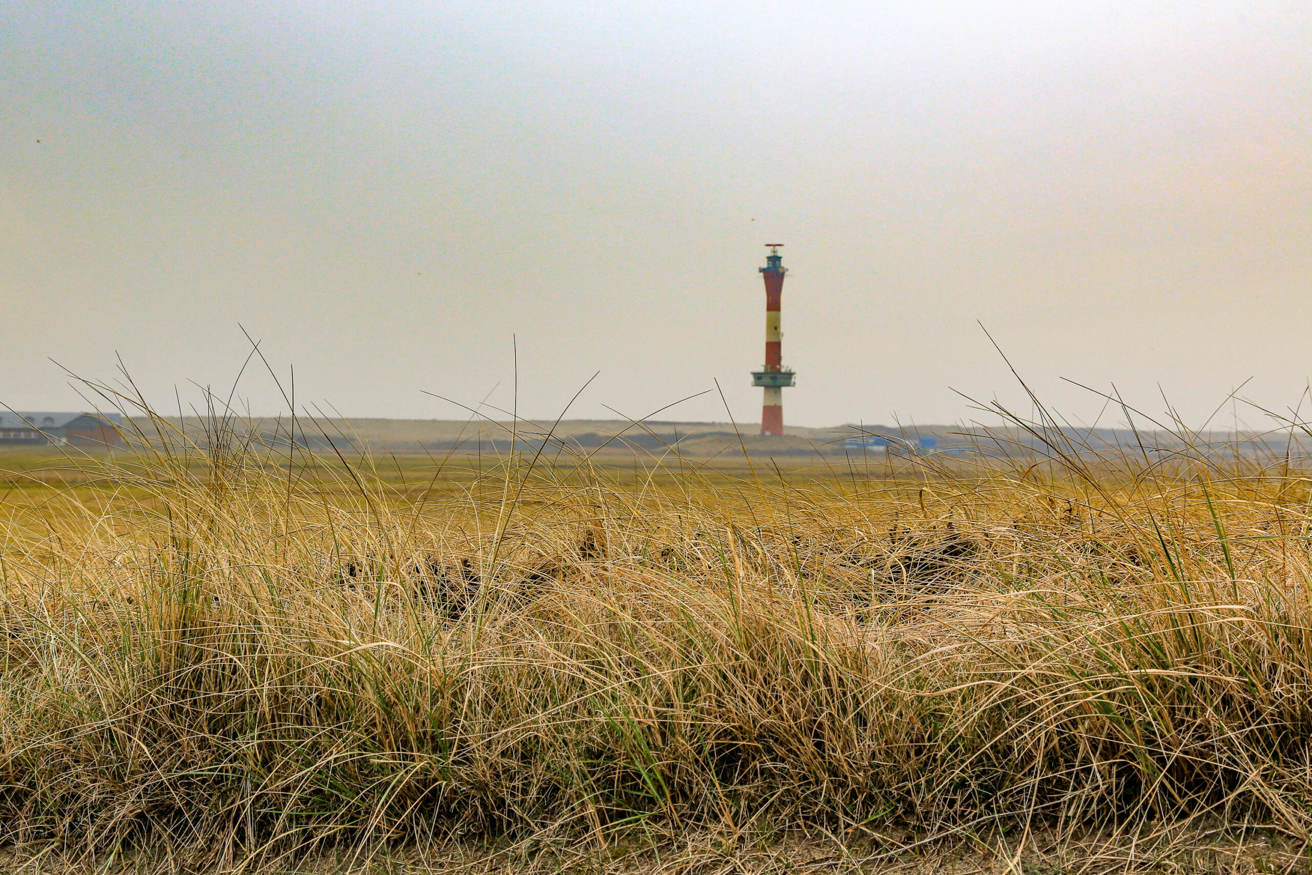 Die Aufnahme zeigt eine typische Landschaftsaufnahme von Wangerooge, einer Insel in der Nordsee. Das Vordergrund ist von dichtem, goldenem Gras dominiert, das im Wind schwankt. Im Hintergrund erhebt sich der Leuchtturm von Wangerooge, ein markantes Wahrzeichen der Insel. Der Himmel ist leicht bewölkt, was die Szene in ein weiches Licht taucht. Die Perspektive ist niedrig gehalten, was die Weite der Landschaft betont. Die Farben sind warm und natürlich, mit einem starken Kontrast zwischen dem goldenen Gras und dem blassblauen Himmel.