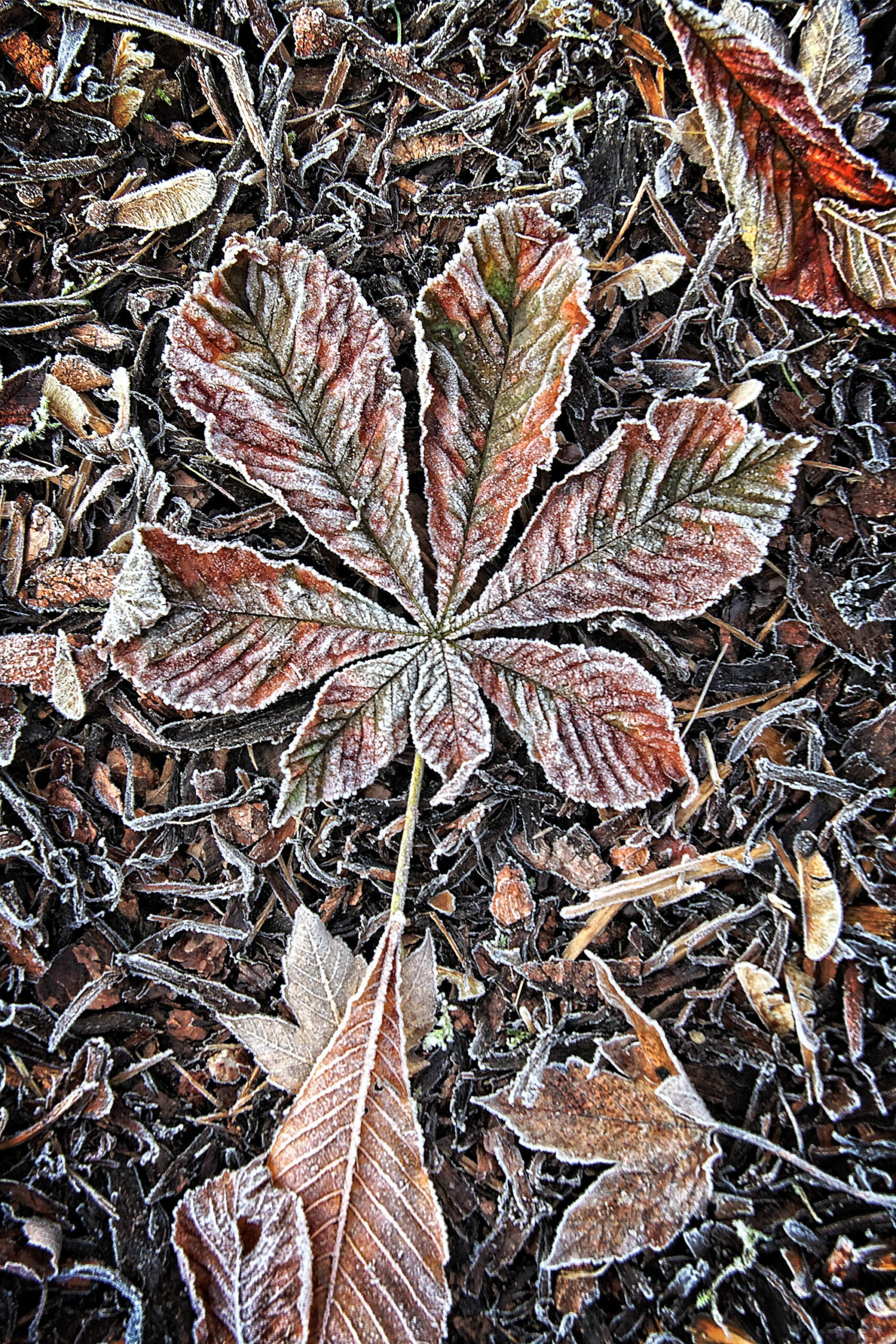 Das Bild zeigt ein einzelnes, gefrorenes Kastanienblatt, das auf einem Waldboden liegt. Das Blatt ist in der Mitte des Bildes platziert und zeigt seine charakteristischen fünf Lappen. Die Oberfläche des Blattes ist mit einer dünnen Schicht Frost bedeckt, die die Details der Blattstruktur hervorhebt. Der Waldboden besteht aus einer Mischung aus Laub, Zweigen und anderem organischen Material, das ebenfalls mit Frost bedeckt ist. Die Farben sind gedämpft und dominieren in Braun-, Grau- und Weißtönen. Das Bild vermittelt eine ruhige und friedliche Atmosphäre.