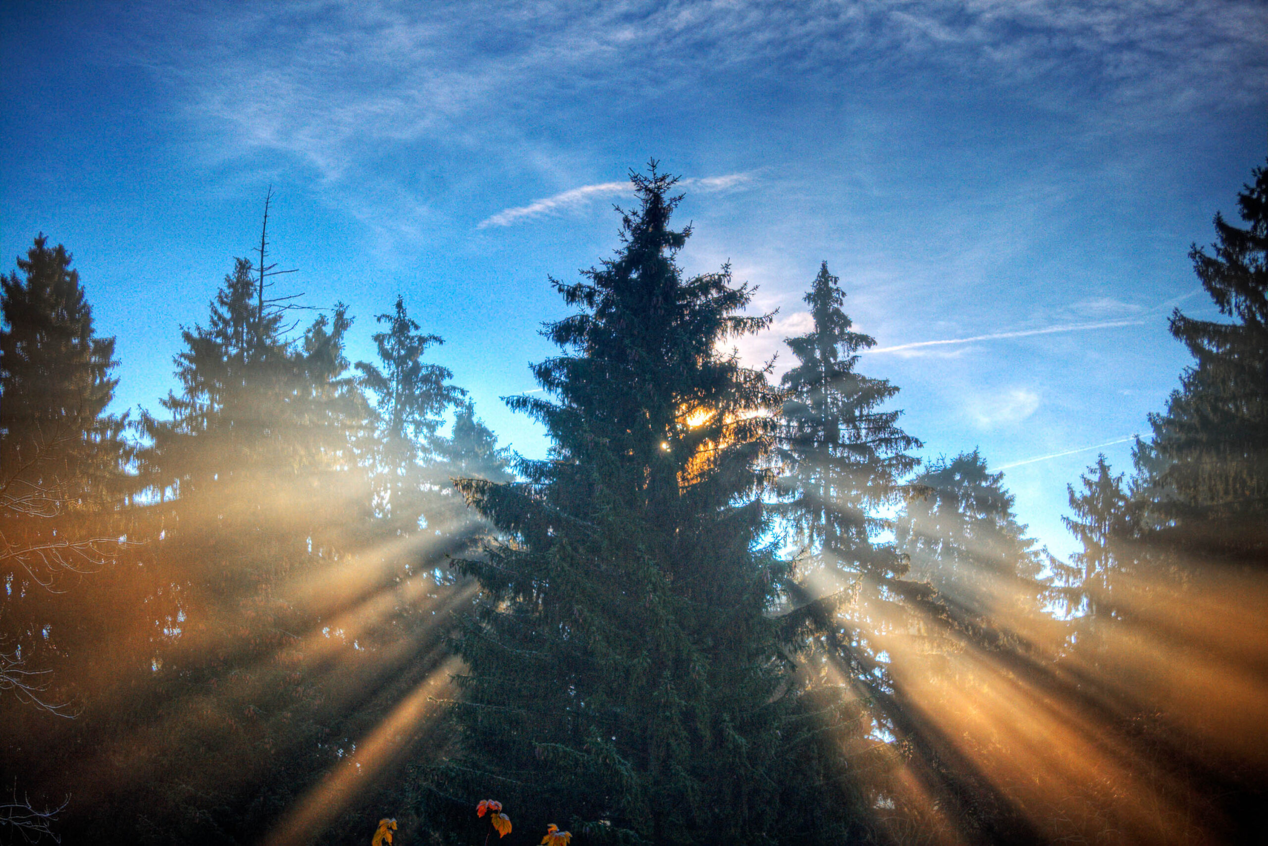 Das Bild zeigt einen dichten Wald bei Sonnenaufgang. Die Sonne scheint durch die Baumwipfel und erzeugt dramatische Lichteffekte. Die Bäume sind hauptsächlich Fichten und Tannen, die sich dicht aneinander stehen. Der Himmel ist blau mit vereinzelten Wolken. Die Szene vermittelt eine friedliche und mystische Atmosphäre.