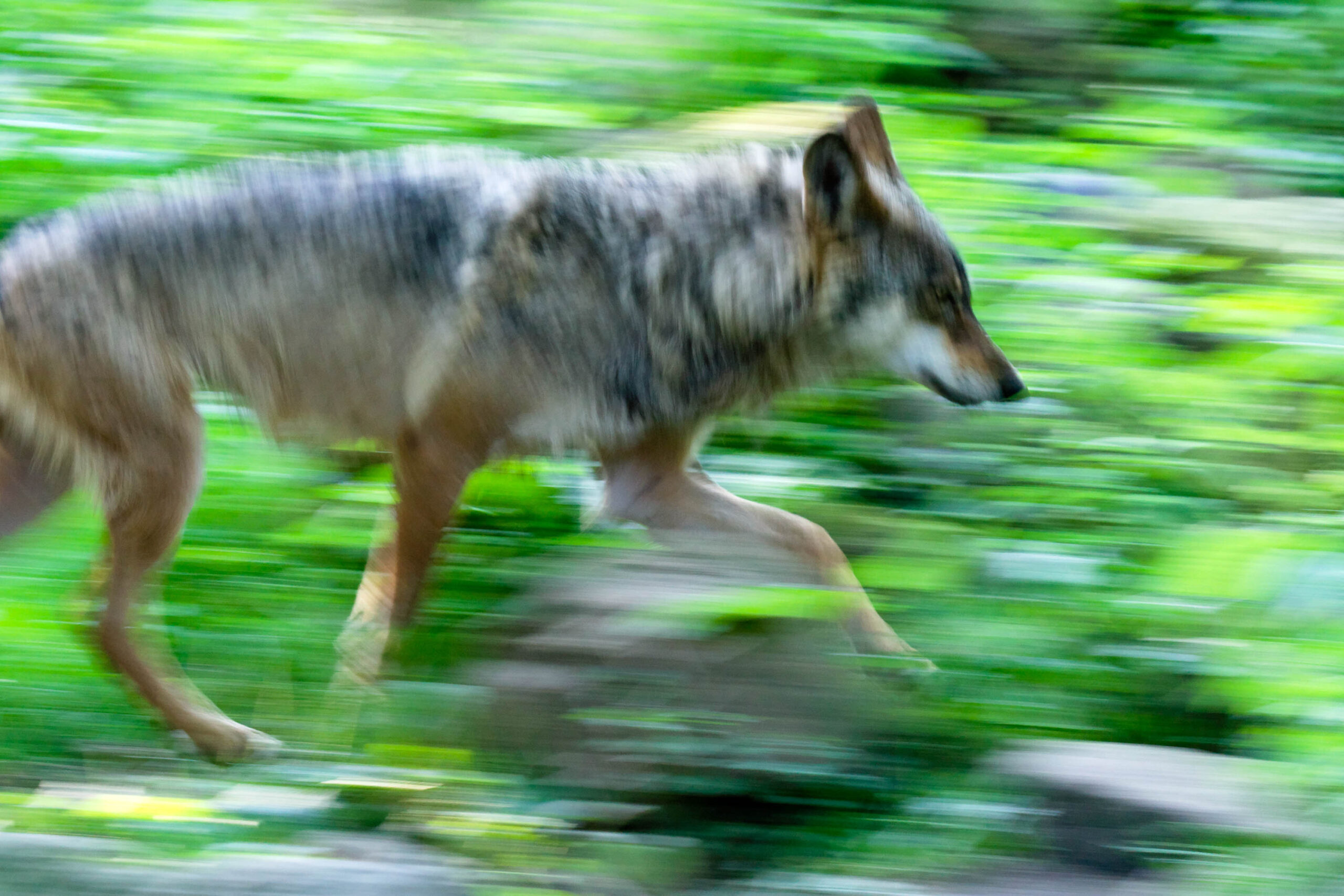 Das Bild zeigt einen Wolf, der sich in einer Zooanlage bewegt. Die Umgebung ist von dichtem Grün umgeben, was zu einer verschwommenen und dynamischen Atmosphäre beiträgt. Der Wolf ist in voller Länge zu sehen, wobei sein Gang und seine Muskulatur erkennbar sind. Die Farben sind überwiegend Grün- und Brauntöne, die die natürliche Umgebung des Tieres widerspiegeln. Die Bildschärfe ist reduziert, was den Eindruck von Bewegung und Lebendigkeit verstärkt.