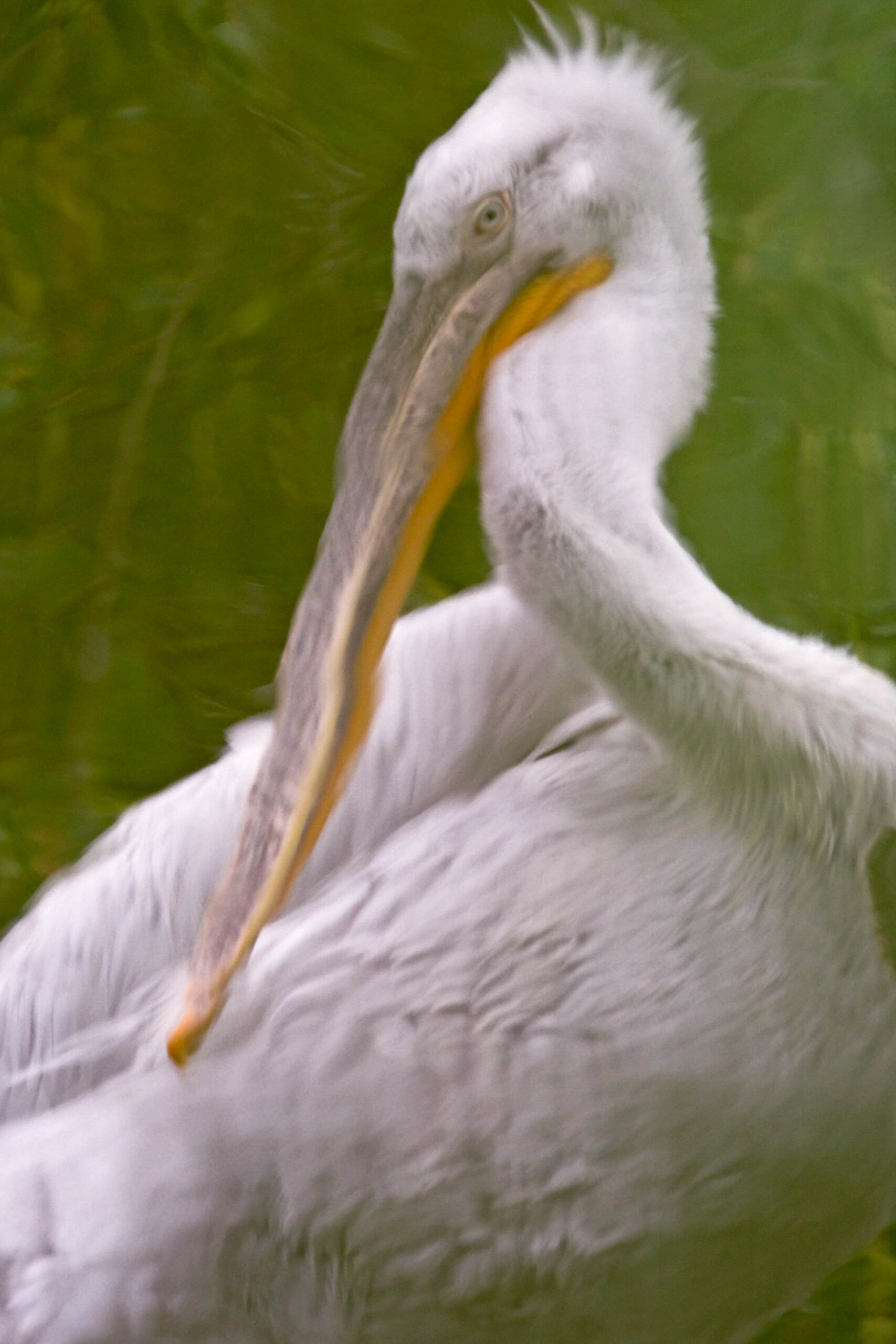 Das Bild zeigt eine Nahaufnahme eines Pelikans. Das Tier hat ein schneeweißes Gefieder und einen langen, gelben Schnabel. Der Kopf des Pelikans ist leicht geneigt, und der Schnabel ist weit geöffnet. Der Hintergrund ist unscharf und besteht aus grünen Blättern. Das Bild wurde im Allwetterzoo Münster im Juli 2010 aufgenommen.