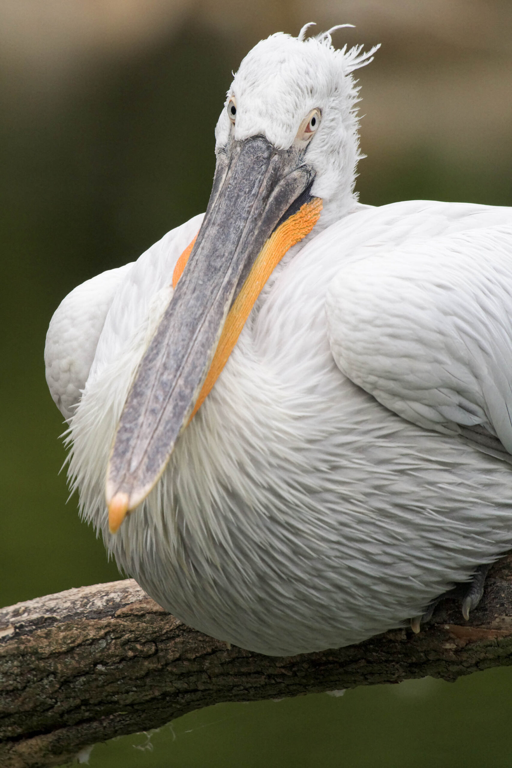 Das Bild zeigt einen Pelikan, der auf einem Ast sitzt. Der Pelikan ist ganz weiß und sein Schnabel ist orange. Das Bild wurde im Allwetterzoo Münster im Juli 2010 aufgenommen.