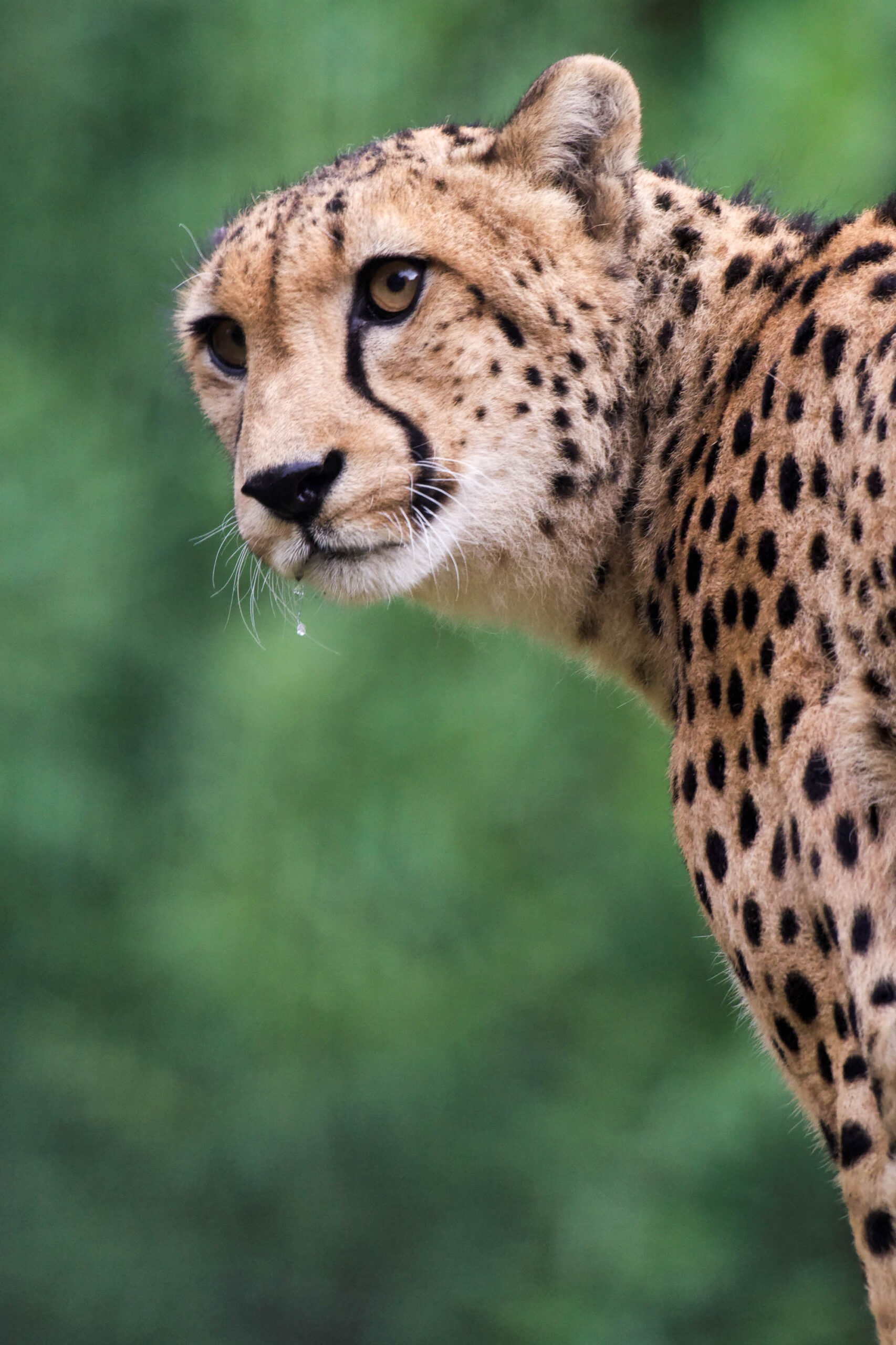 Das Bild zeigt eine Nahaufnahme eines Geparden (Acinonyx jubatus), der den Blick nach links richtet. Das Tier präsentiert sein charakteristisches Fellmuster aus gelb-braunen Grundfarben und schwarzen Flecken. Die langen Schnurrhaare sind deutlich erkennbar. Der Hintergrund besteht aus dichtem, grünem Laub, was dem Bild eine natürliche und lebendige Atmosphäre verleiht. Die Aufnahme wurde im Allwetterzoo Münster im Juli 2010 gemacht.