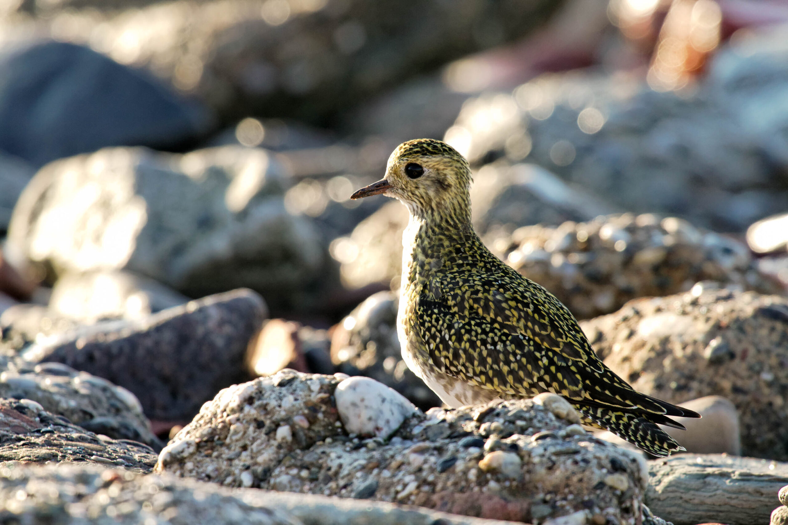 Das Bild zeigt einen kleinen Seevogel, vermutlich eine Dotterente ( *Melanitta degensis*), der auf einem Felsen sitzt. Der Vogel hat ein gelb-braunes Gefieder mit dunklen Flecken. Er blickt nach links. Der Hintergrund besteht aus Felsen und Sand. Das Bild wurde im Oktober 2011 auf Helgoland aufgenommen.