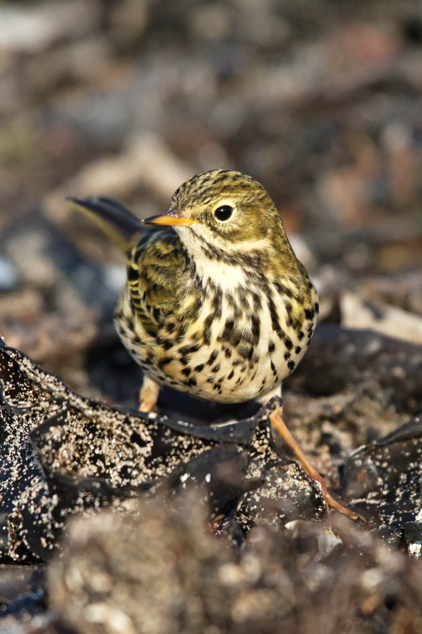 Das Bild zeigt einen Singvogel, vermutlich eine Wiesenpieper (Anthus pratensis), in einer Nahaufnahme. Der Vogel ist in der Mitte des Bildes platziert und blickt direkt in die Kamera. Sein Gefieder ist ein Mix aus braun, gelb und schwarz, was ihm eine gute Tarnung bietet. Der Hintergrund besteht aus dunklen, felsigen Strukturen, die vermutlich Teil der Küstenlinie sind. Die Beleuchtung ist gut, wodurch die Details des Vogels und seiner Umgebung klar erkennbar sind. Der Vogel steht auf einem Felsvorsprung, der mit Moos und Flechten bedeckt ist. Der Fokus liegt auf dem Vogel, der scharf und detailliert dargestellt ist. Der Hintergrund ist etwas unscharf, was den Vogel hervorhebt. Der Vogel wirkt aufmerksam und wachsam.
