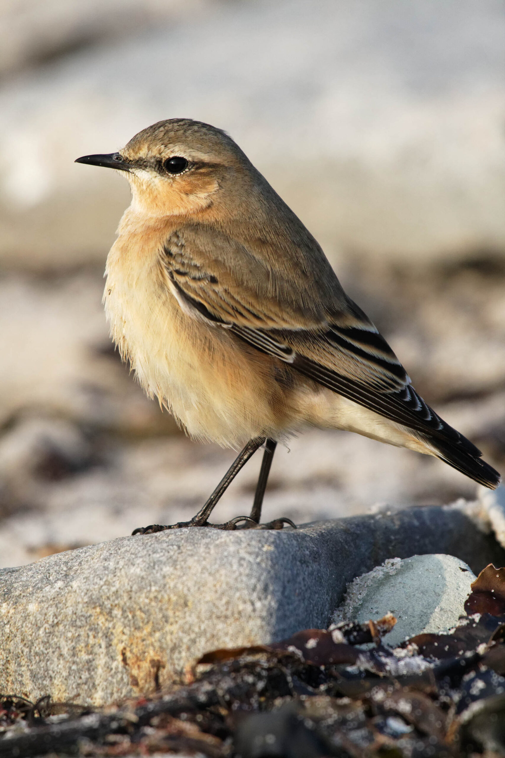 Das Bild zeigt einen Steinschmätzer ( *Prunella maritima* ) in seinem natürlichen Lebensraum. Der Vogel ist in einem hellen, sandfarbenen Ton gehalten, was ihm eine gute Tarnung in seiner Umgebung bietet. Er steht auf einem hellen Felsen, der von Algen und Seegras bedeckt ist. Der Hintergrund besteht aus weiteren Steinen und Sand. Das Bild wurde offenbar im Oktober 2011 auf Helgoland aufgenommen.