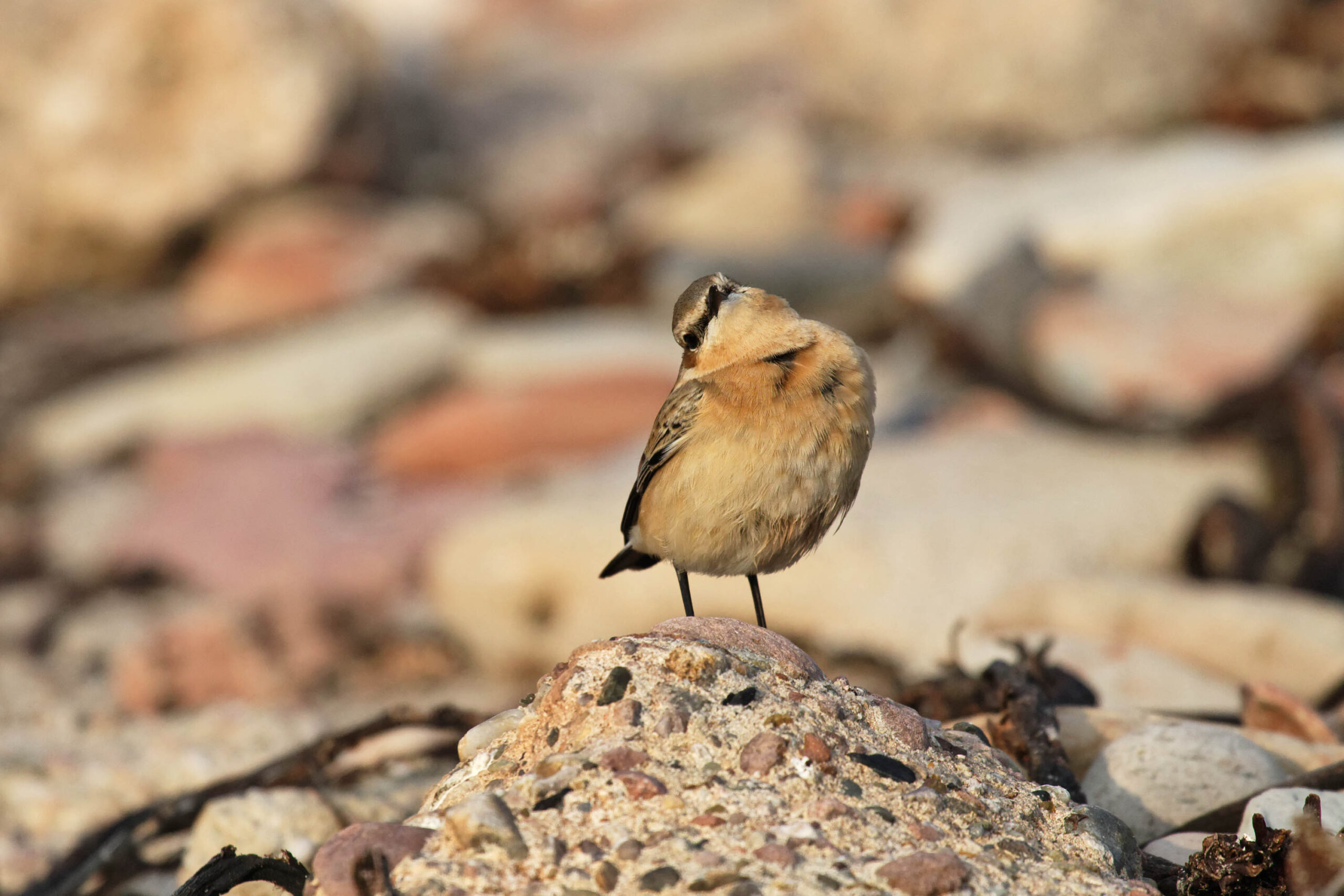 Das Bild zeigt einen kleinen, braun-grauen Vogel, vermutlich einen Steinschmätzer (Arenaria monticola), der auf einem Felsen sitzt. Der Vogel blickt über seine Schulter, wobei sein Auge deutlich erkennbar ist. Der Felsen ist von einer Mischung aus Sand und Algen bedeckt. Der Hintergrund besteht aus weiteren Felsen und Sand, die in warmen Farbtönen erscheinen. Das Bild ist scharf und gut belichtet, wobei der Fokus auf dem Vogel liegt. Die Umgebung deutet auf eine Küstenlandschaft hin.