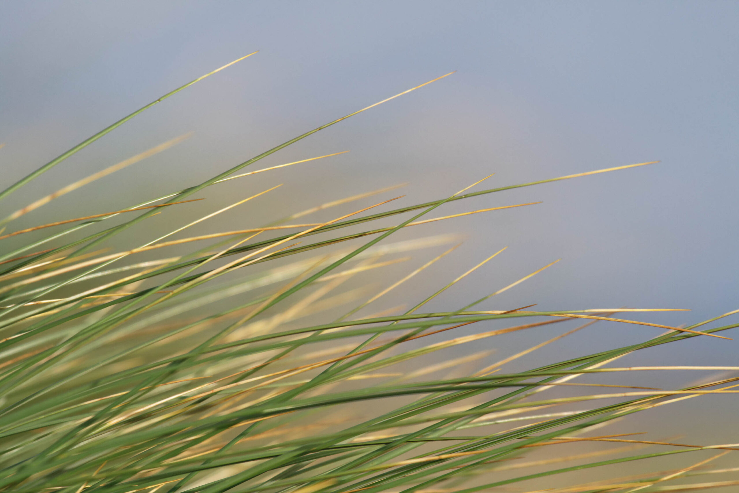 Das Bild zeigt eine Nahaufnahme von Halmen, die im Wind wehen. Die Halme sind grün und gelb und stehen dicht beieinander. Im Hintergrund ist ein verschwommener Horizont zu sehen, der aus einem Himmel und dem Meer besteht. Das Bild wurde wahrscheinlich an einem windigen Tag aufgenommen, da die Halme stark im Wind wehen. Die Farben sind gedämpft und wirken beruhigend. Der Fokus liegt auf den Halmen, die im Vordergrund stehen. Das Bild vermittelt ein Gefühl von Bewegung und Ruhe.