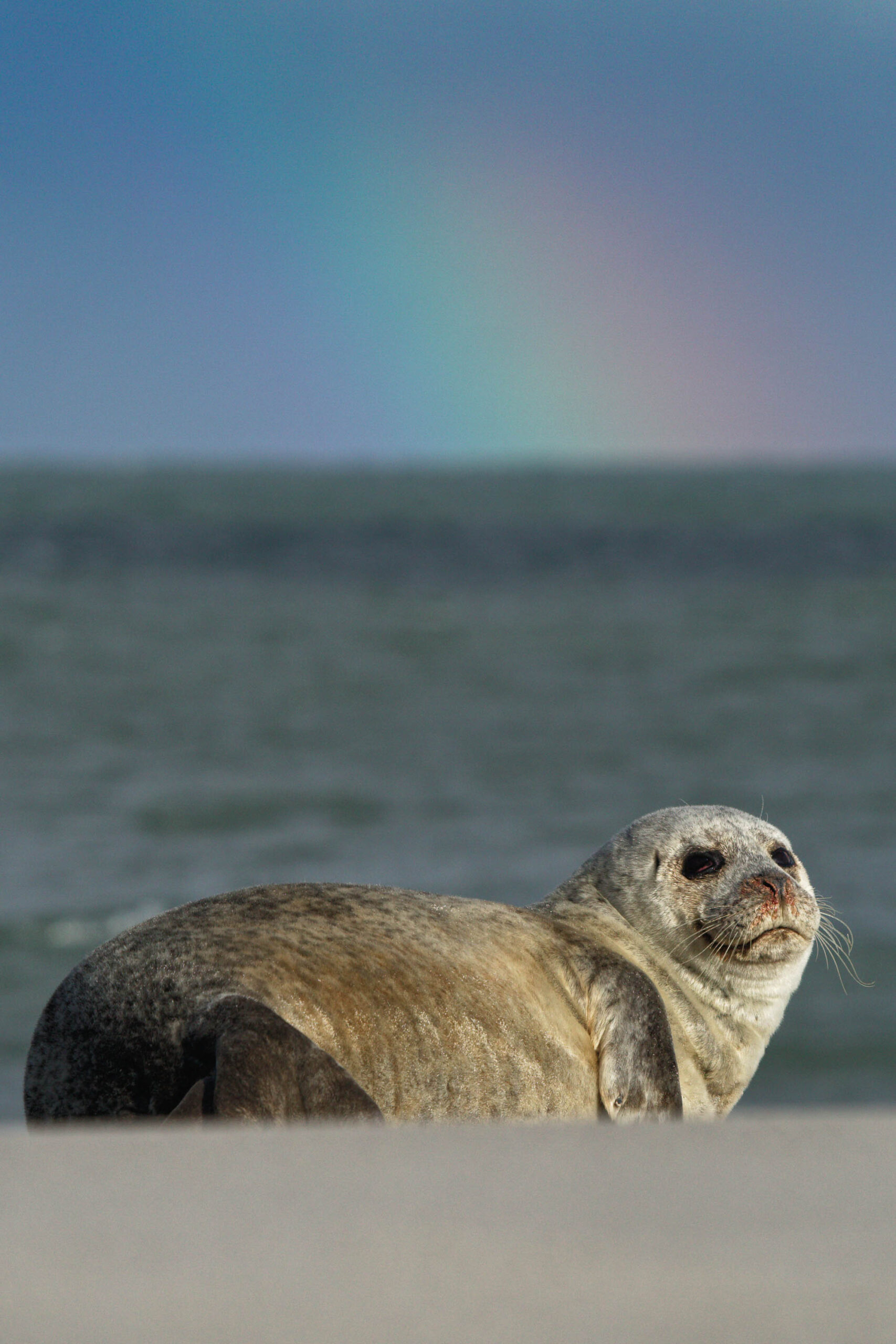 Das Bild zeigt einen einzelnen Robben, der sich auf einem hellen Sandstrand ausruht. Der Robbe liegt in einer entspannten Pose, wobei sein Kopf leicht zur Seite geneigt ist und er in Richtung des Meeres blickt. Der Hintergrund besteht aus dem Meer und einem Himmel mit einem Farbverlauf von Blau zu Rosa. Das Bild wurde im Oktober 2011 auf Helgoland aufgenommen.