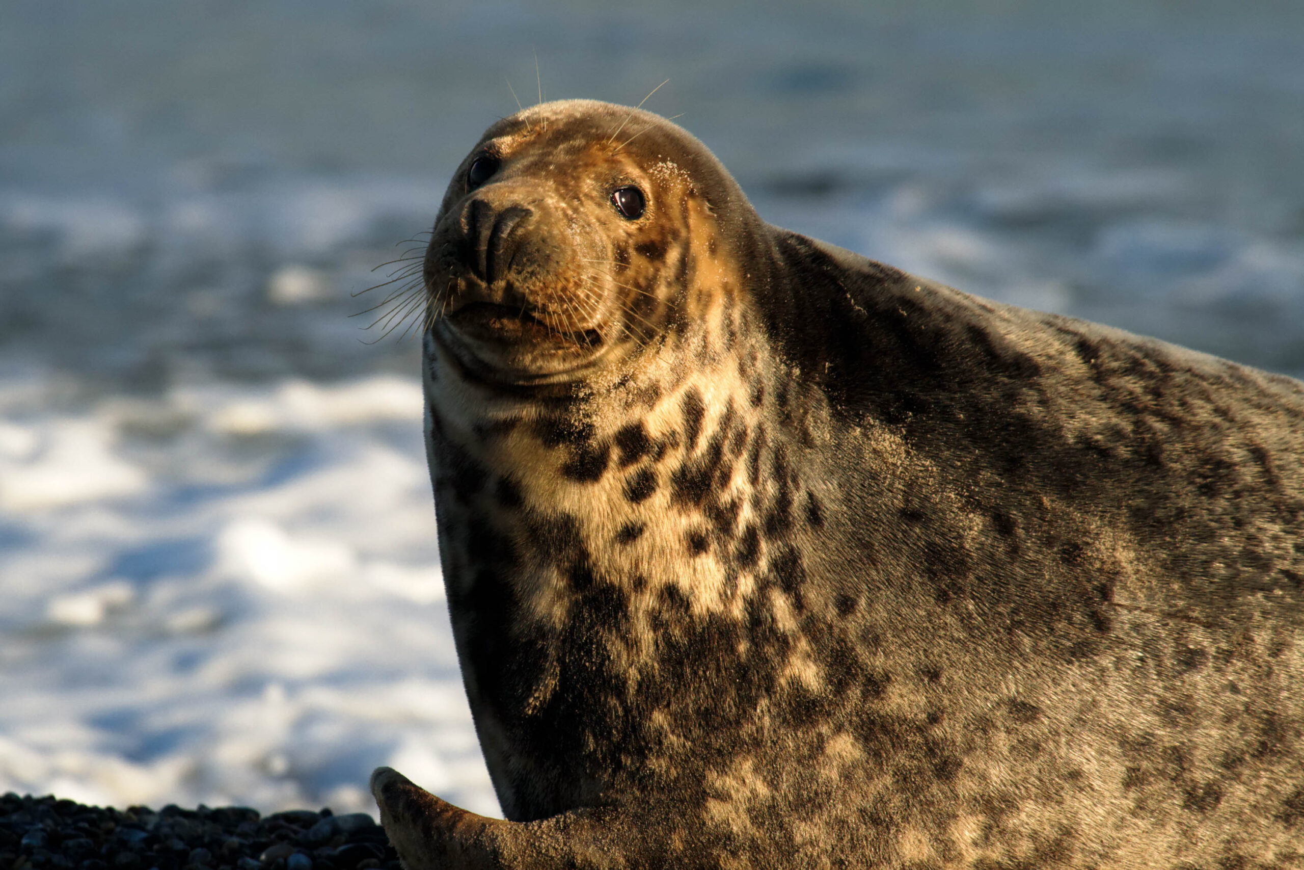 Das Bild zeigt eine Nahaufnahme einer Kegelrobbe (Halichoerus grypus) auf einem felsigen Strand. Das Tier befindet sich im Profil und blickt direkt in die Kamera. Das Fell der Robbe ist dunkelbraun bis schwarz mit deutlichen helleren Flecken, was typisch für Kegelrobben ist. Der Hintergrund besteht aus dem Meer und einem dunklen Felsen. Das Licht ist weich und beleuchtet das Tier von der Seite, wodurch die Textur des Fells gut zur Geltung kommt. Die Robbe wirkt neugierig und entspannt.