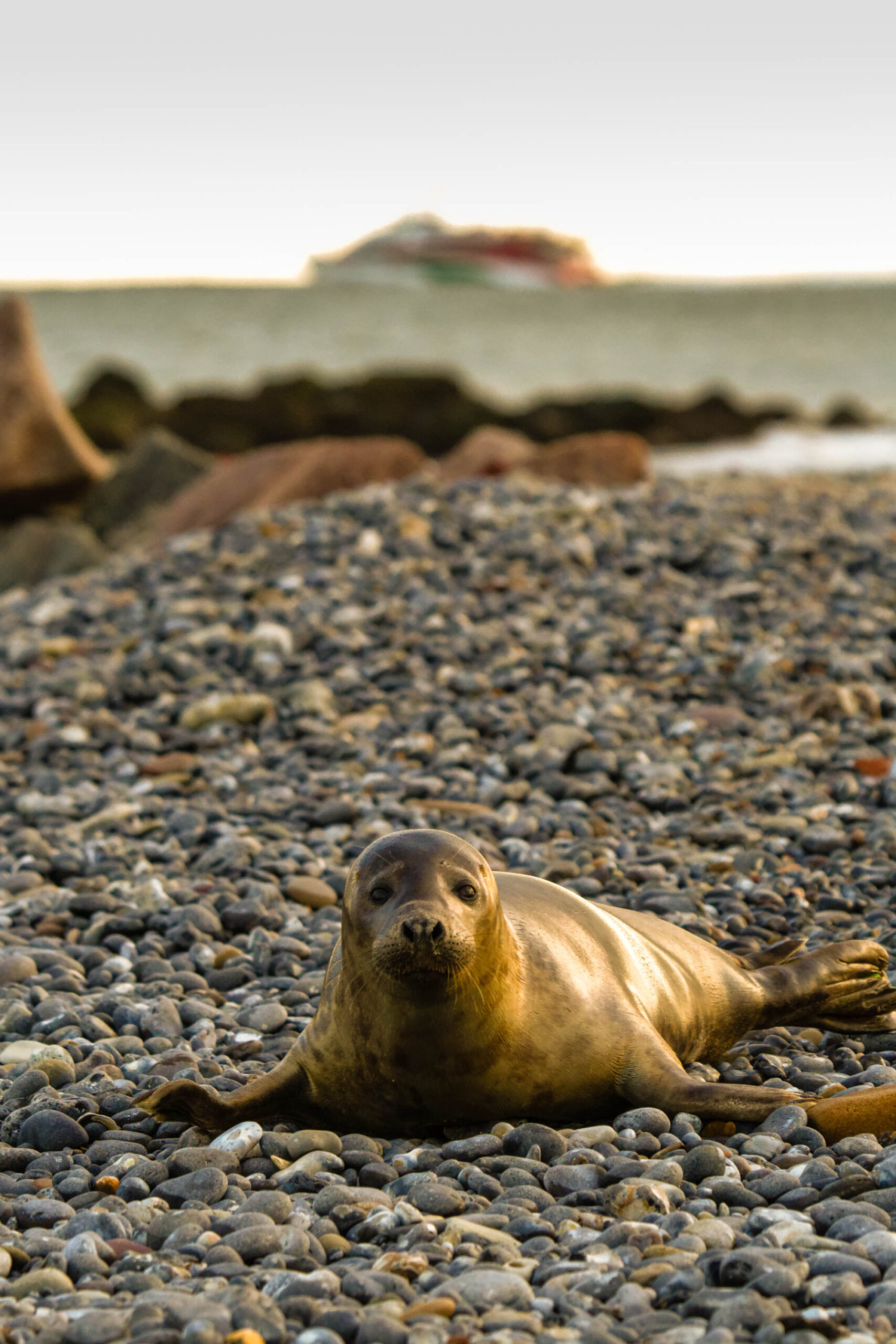 Das Bild zeigt einen Seehund, der sich auf einem Kiesstrand entspannt. Der Seehund liegt in einer natürlichen Pose, wobei sein Kopf leicht erhöht ist, um den Betrachter anzusehen. Der Strand besteht aus dunklen, runden Kieselsteinen. Im Hintergrund ist eine Felsinsel zu sehen, die von einem Menschen beobachtet wird. Die Szene ist von einem warmen, goldenen Licht durchflutet, was eine friedliche und entspannte Atmosphäre schafft.