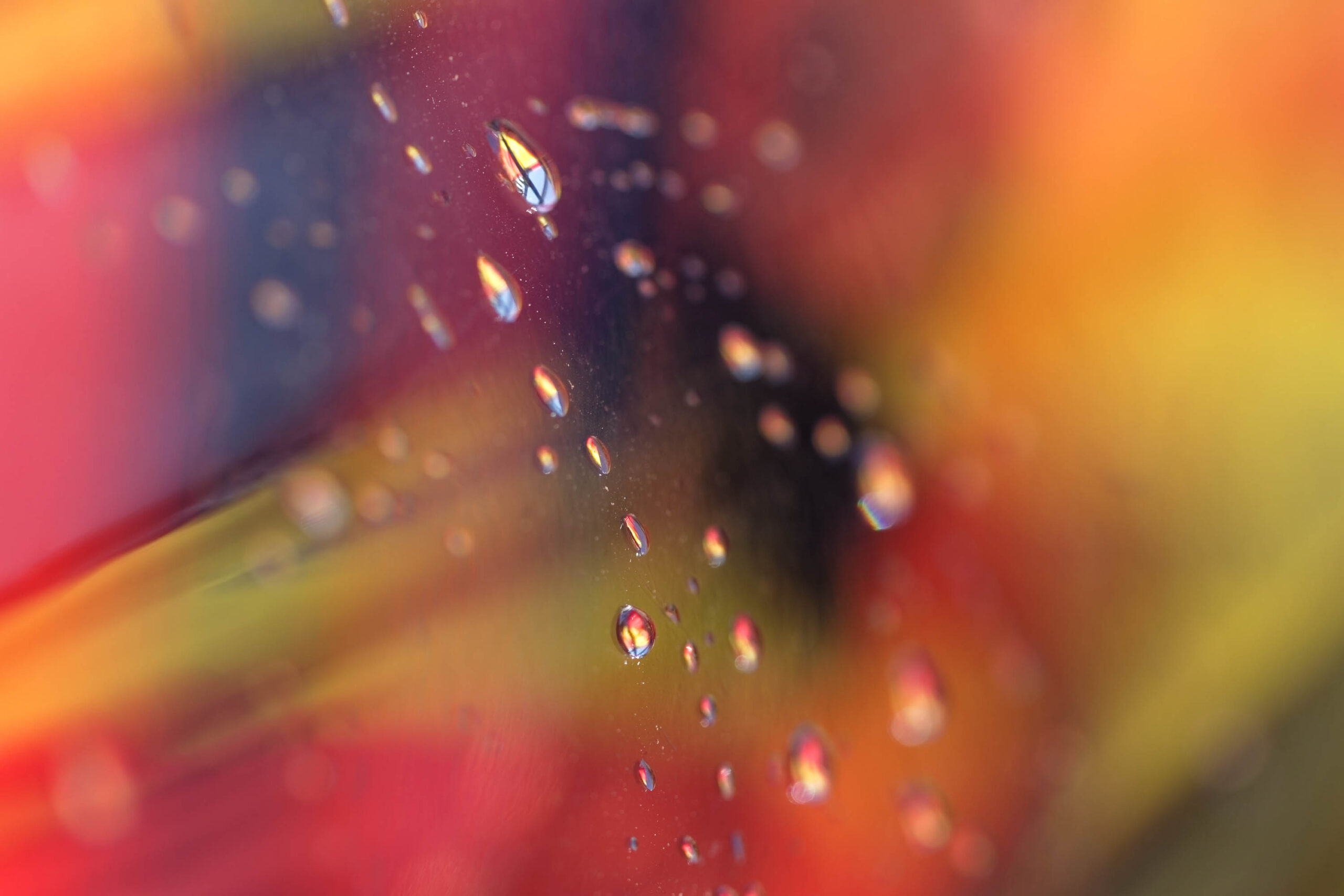 Das Bild zeigt eine makroaufgenommene Nahaufnahme eines Blütenblattes, wahrscheinlich einer Zierlilie (Lilium x hibridum). Die Farben des Blütenblattes sind intensiv rot und gelb, wobei die Farben durch die Beleuchtung und den Winkel der Aufnahme variieren. Zahlreiche Wassertropfen liegen auf der Oberfläche des Blütenblattes und reflektieren das umgebende Licht, wodurch kleine Regenbogen entstehen. Der Hintergrund ist unscharf und besteht aus weiteren Blütenblättern und möglicherweise Pflanzenmaterial. Die Aufnahme ist sehr detailliert und fängt die Textur und die Farben des Blütenblattes sowie die Reflexionen in den Wassertropfen präzise ein. Der Kontext der Aufnahme, Zingst an der Ostsee im Juni 2013, deutet auf eine Aufnahme in einer natürlichen Umgebung hin, möglicherweise in einem Garten oder einer Blumenwiese.