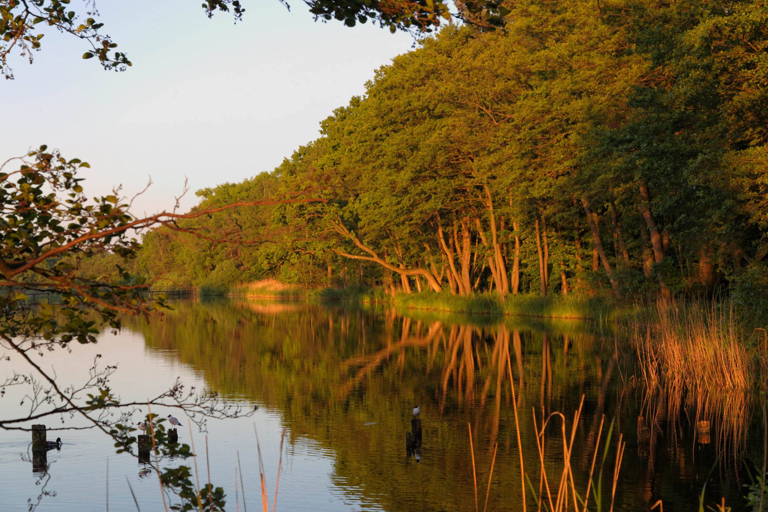 Das Foto zeigt eine ruhige Seenlandschaft im Abendlicht. Die Spiegelung der Bäume und des Himmels im Wasser erzeugt eine friedliche und fast surreale Atmosphäre. Die Vegetation am Ufer ist dicht und üppig, mit verschiedenen Baumarten und Schilf. Der Himmel ist in sanften Farben gehalten, was die warme Stimmung des Fotos unterstreicht. Die Komposition ist harmonisch, mit dem Wasser als zentralem Element, das die Umgebung widerspiegelt.