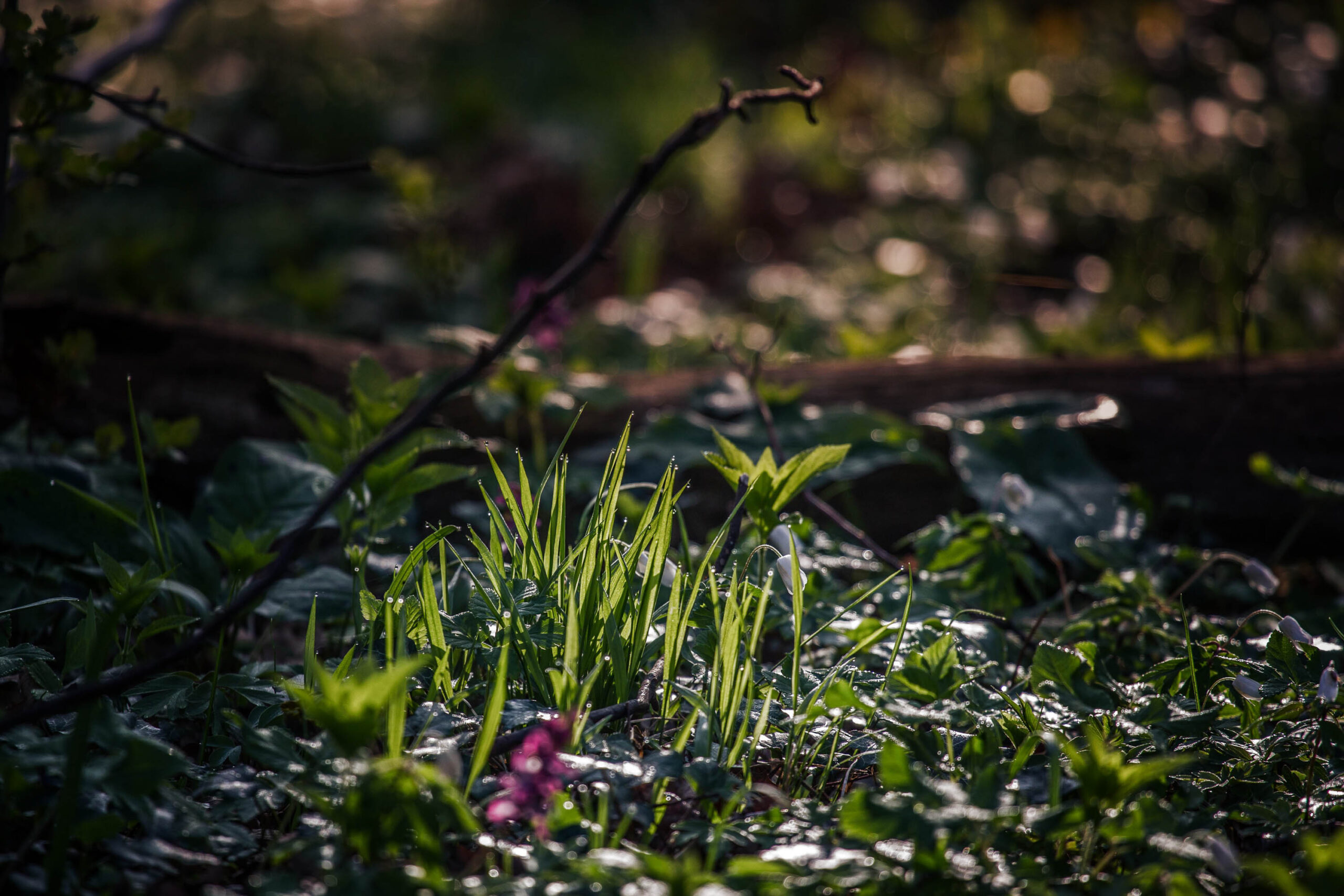 Das Bild zeigt eine Nahaufnahme von jungen Pflanzen, die aus dem Waldboden sprießen. Der Untergrund ist mit Schnee bedeckt, was eine winterliche Atmosphäre schafft. Der Hintergrund ist verschwommen und zeigt Bäume, was den Fokus auf die Pflanzen in der Vordergrund lenkt. Das Licht ist weich und diffus, was die Szene sanft und friedlich wirken lässt.