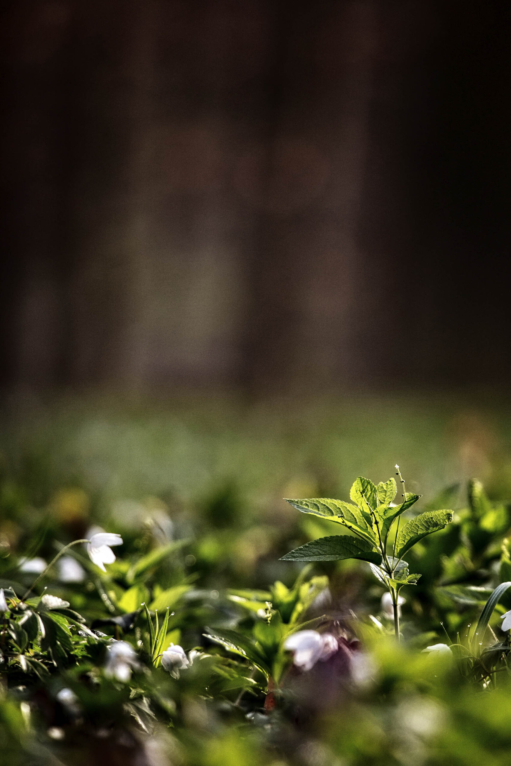 Das Bild zeigt eine Nahaufnahme eines kleinen, grünen Pflanzen, das inmitten von Wildblumen in einem Wald steht. Das Pflanzen hat glatte, grüne Blätter und ein zartes Aussehen. Die Wildblumen sind in verschiedenen Farben, darunter Weiß und Lila, und tragen zur natürlichen Schönheit der Szene bei. Der Hintergrund ist unscharf und dunkel, was die Aufmerksamkeit auf das Pflanzen lenkt. Das Bild vermittelt ein Gefühl von Frieden und Ruhe.
