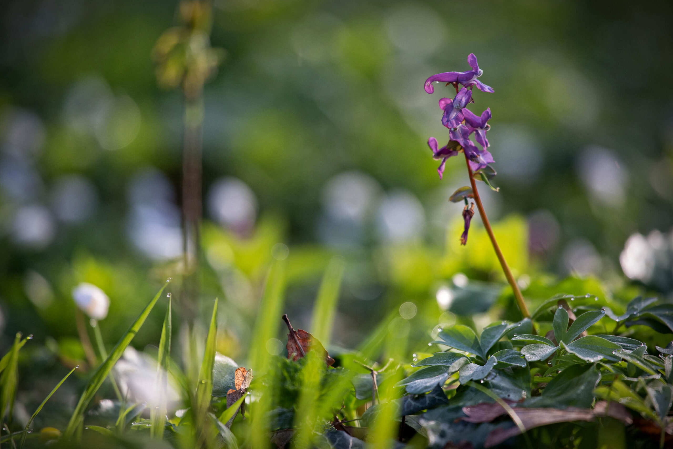 Das Bild zeigt eine Nahaufnahme einer Orchidee, vermutlich eine Damenhufeisen-Orchidee (Dactylorhiza fuchsii), die in einem Wald wächst. Die Orchidee ist in leuchtendem Lila-Violett gefärbt und steht inmitten von Grün und Lichtflecken. Der Hintergrund ist unscharf, was den Fokus auf die Orchidee lenkt. Es sind Wassertropfen auf den Blättern zu sehen, was auf eine feuchte Umgebung hindeutet. Die Szene vermittelt eine friedliche und natürliche Atmosphäre.