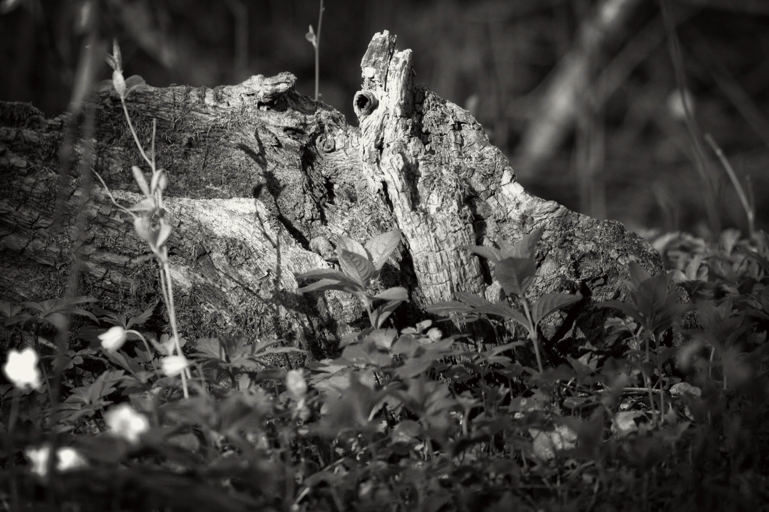 Das Bild zeigt einen verwitterten Baumstumpf im Herzen eines Waldes. Der Stumpf ist von dichtem Grün bedeckt, darunter Wildblumen und andere Pflanzen. Die Textur des Holzes ist deutlich sichtbar, mit Rissen und Unebenheiten, die seine lange Geschichte verraten. Das Licht ist gedämpft und erzeugt eine ruhige und friedliche Atmosphäre. Die Komposition konzentriert sich auf die Details des Baumstumpfes und der umliegenden Vegetation, was die Schönheit und Komplexität der Natur hervorhebt.