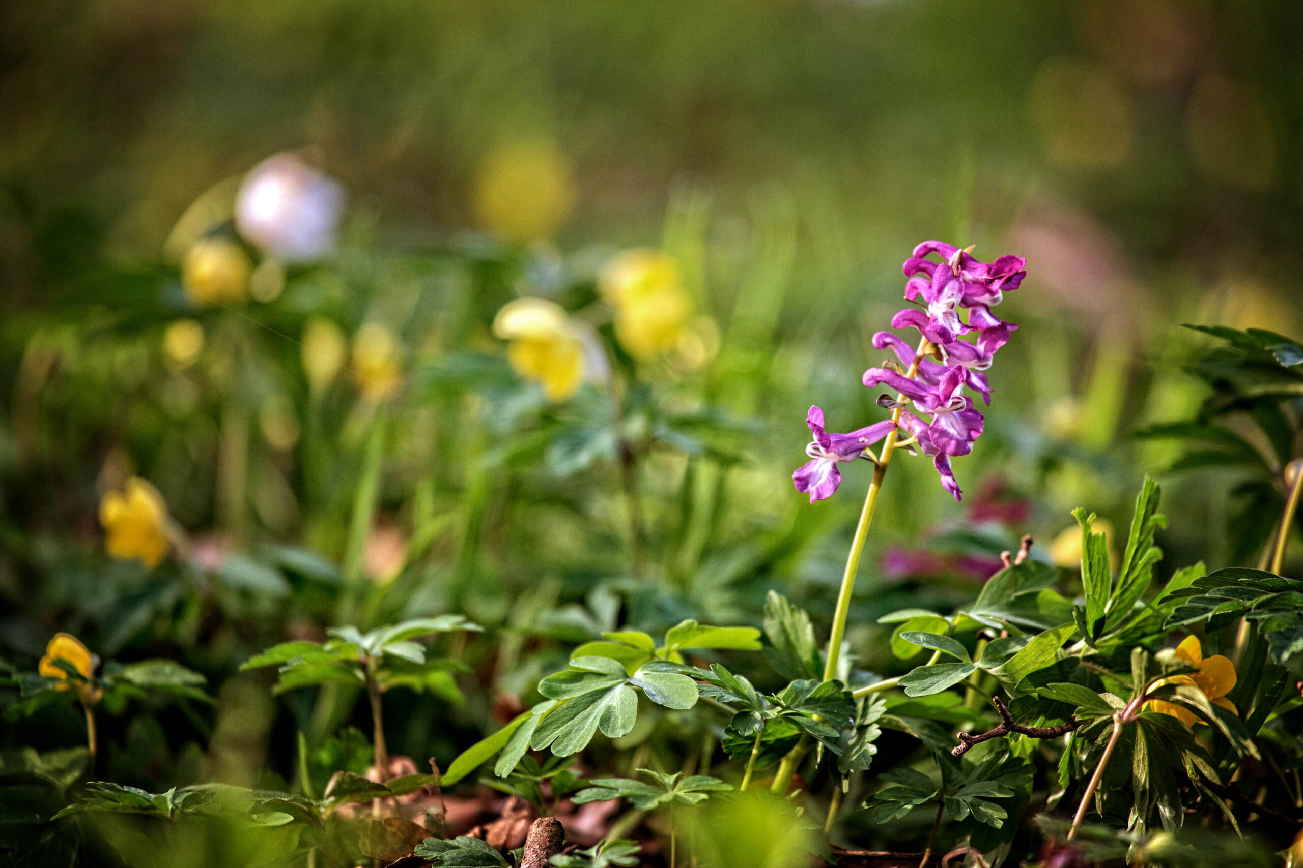 Das Bild zeigt eine Nahaufnahme einer lila Waldorchidee (Dactylorhiza fuchsii) im Wald. Die Orchidee steht im Vordergrund und ist scharf abgebildet, während der Hintergrund aus grünem Unterholz und gelben Blüten unscharf ist. Das Bild vermittelt eine friedliche und natürliche Atmosphäre.