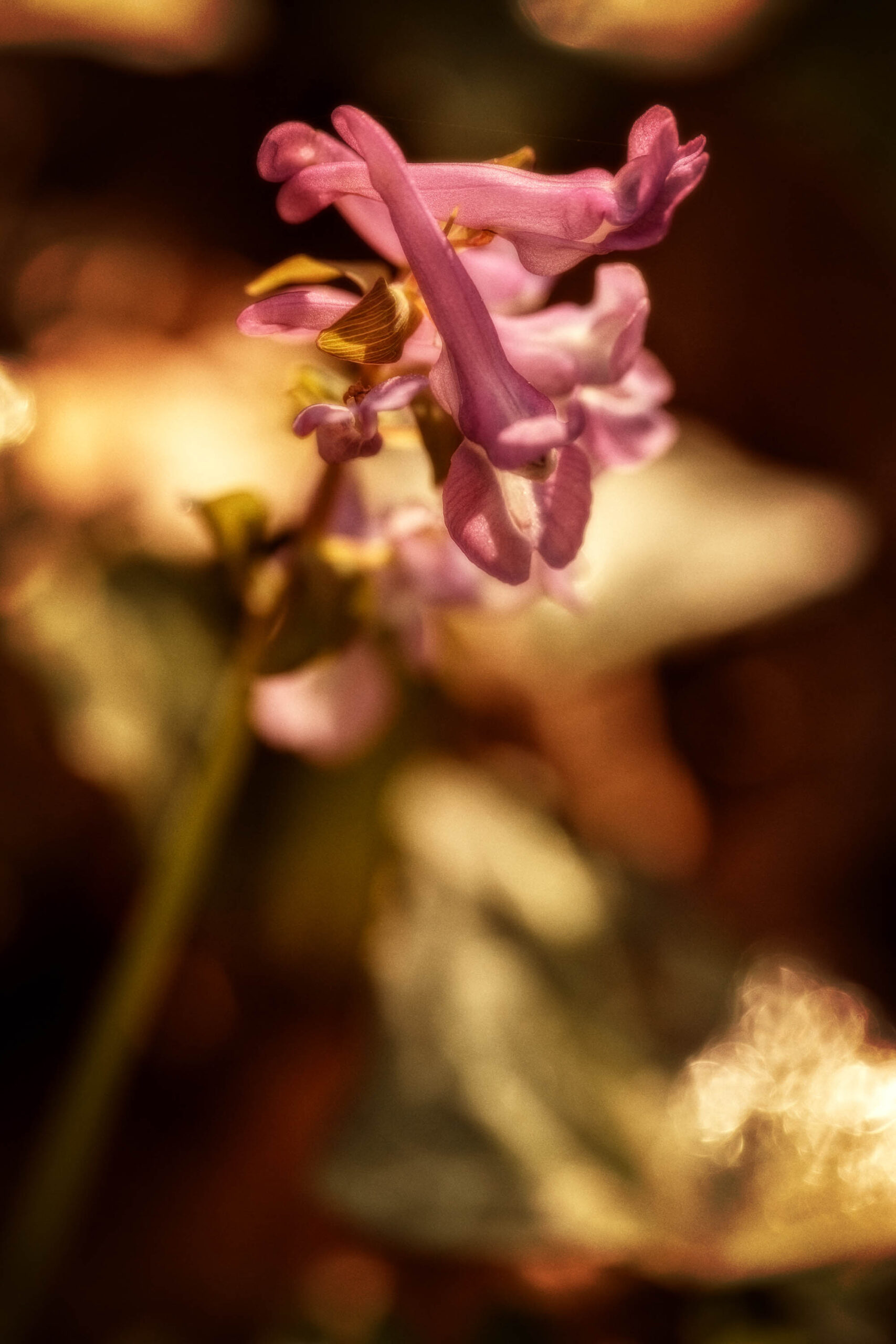 Das Bild zeigt eine Nahaufnahme von Waldblumen, wahrscheinlich in einem Wald. Die Blumen sind in verschiedenen Schattierungen von Rosa und Lila, mit einem leichten Gelbton. Die Blütenblätter sind zart und filigran, und die Blüten sind dicht an dicht angeordnet. Der Hintergrund ist unscharf und besteht aus grünen Blättern und braunen Ästen. Das Bild ist in warmen Farben gehalten und vermittelt eine ruhige und friedliche Atmosphäre.