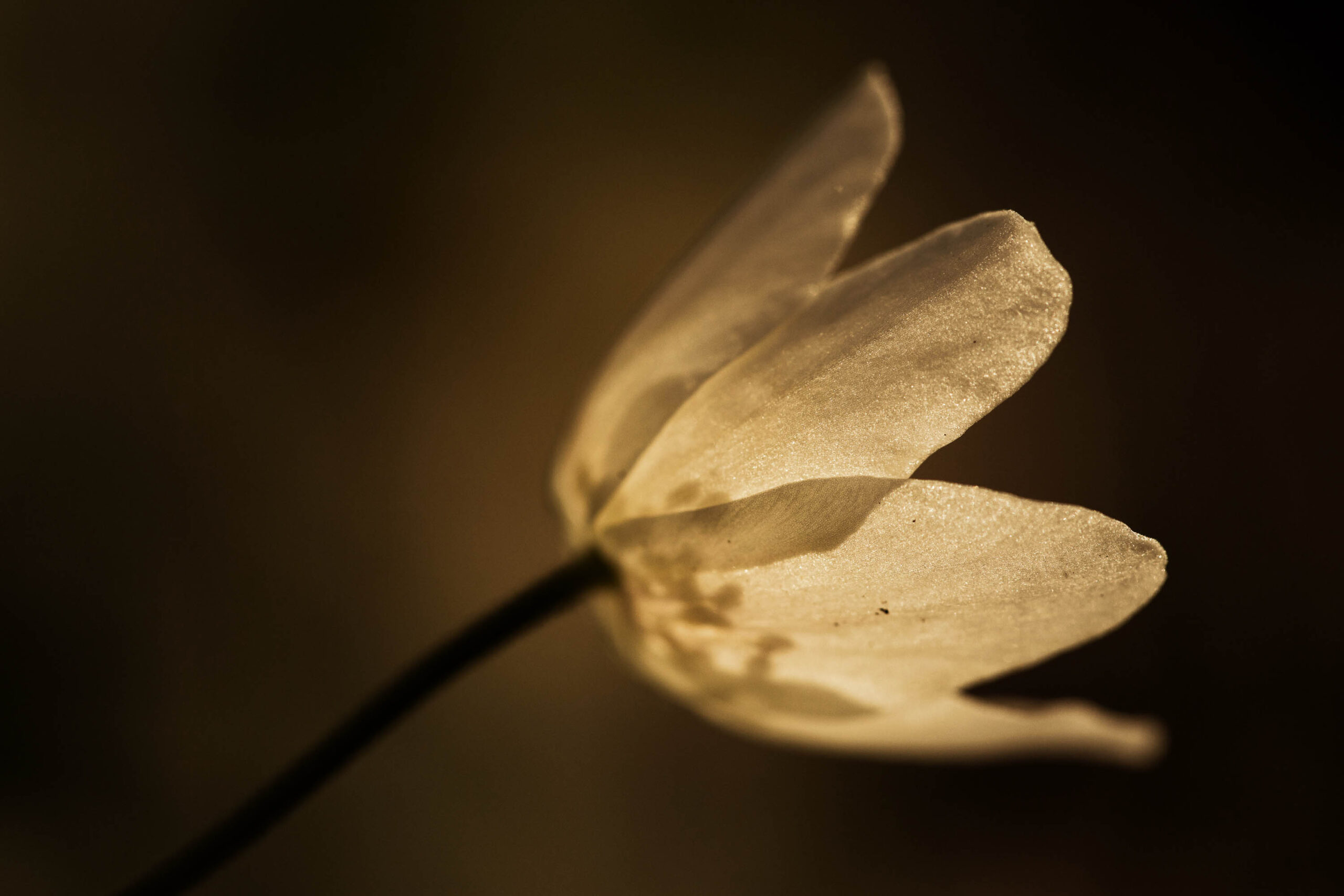 Das Bild zeigt eine Nahaufnahme einer blühenden Tulpe. Die Blüte ist in einem warmen, goldenen Licht beleuchtet, was einen sanften und verträumten Effekt erzeugt. Der Hintergrund ist dunkel und verschwommen, was die Aufmerksamkeit auf die zarten Details der Blüte lenkt. Der Stiel der Tulpe ist schmal und elegant und ragt aus dem dunklen Hintergrund heraus. Die Textur der Blütenblätter ist deutlich erkennbar und zeigt feine Linien und Muster. Das Bild vermittelt ein Gefühl von Ruhe, Schönheit und Vergänglichkeit.