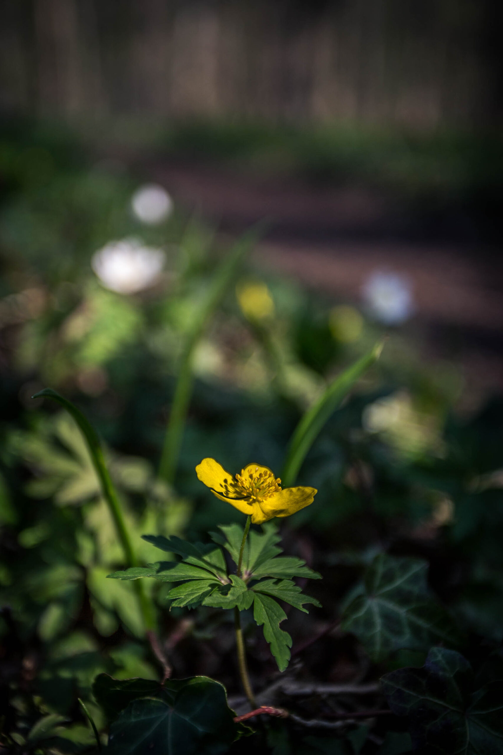 Das Bild zeigt ein einzelnes gelbes Wald-Schaumkraut (Trollius europaeus) im Vordergrund, das inmitten eines dunklen, verschwommenen Waldboden steht. Das Licht fällt sanft auf die Blüte, wodurch sie sich von der Dunkelheit abhebt. Der Hintergrund besteht aus dunklen, verschwommenen Blättern und Ästen, die eine ruhige und friedliche Atmosphäre schaffen. Die Schärfentiefe ist gering, was den Fokus auf die Blüte lenkt und den Hintergrund weichzeichnet.
