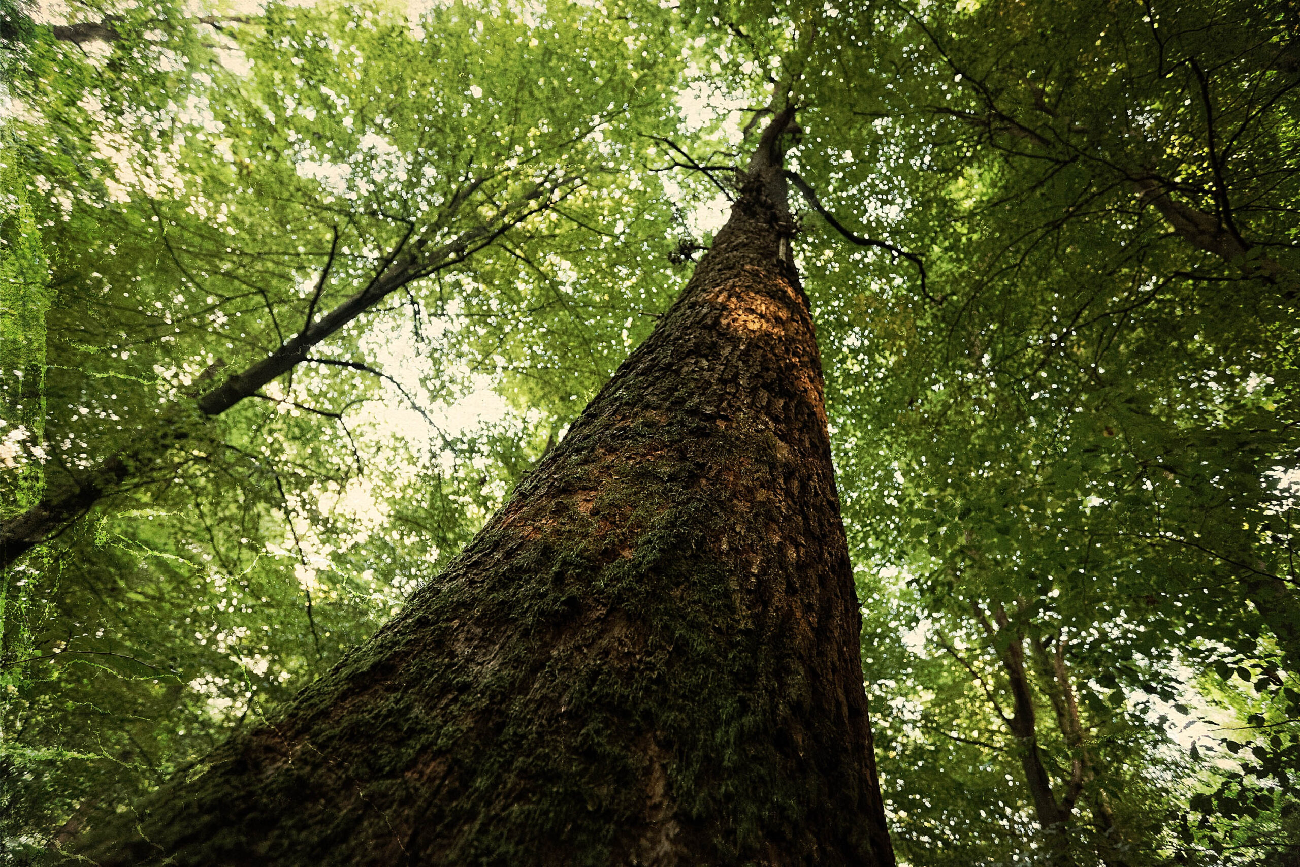 Das Bild zeigt eine Aufwärtsaufnahme eines Baumstamms, der sich in den Himmel erhebt. Das Laub der Bäume umgibt den Stamm und erzeugt ein dichtes, grünes Blätterdach. Die Perspektive betont die Höhe des Baumes und vermittelt ein Gefühl von Erhabenheit und Ehrfurcht vor der Natur. Die Beleuchtung ist diffus, was eine ruhige und friedliche Atmosphäre schafft.