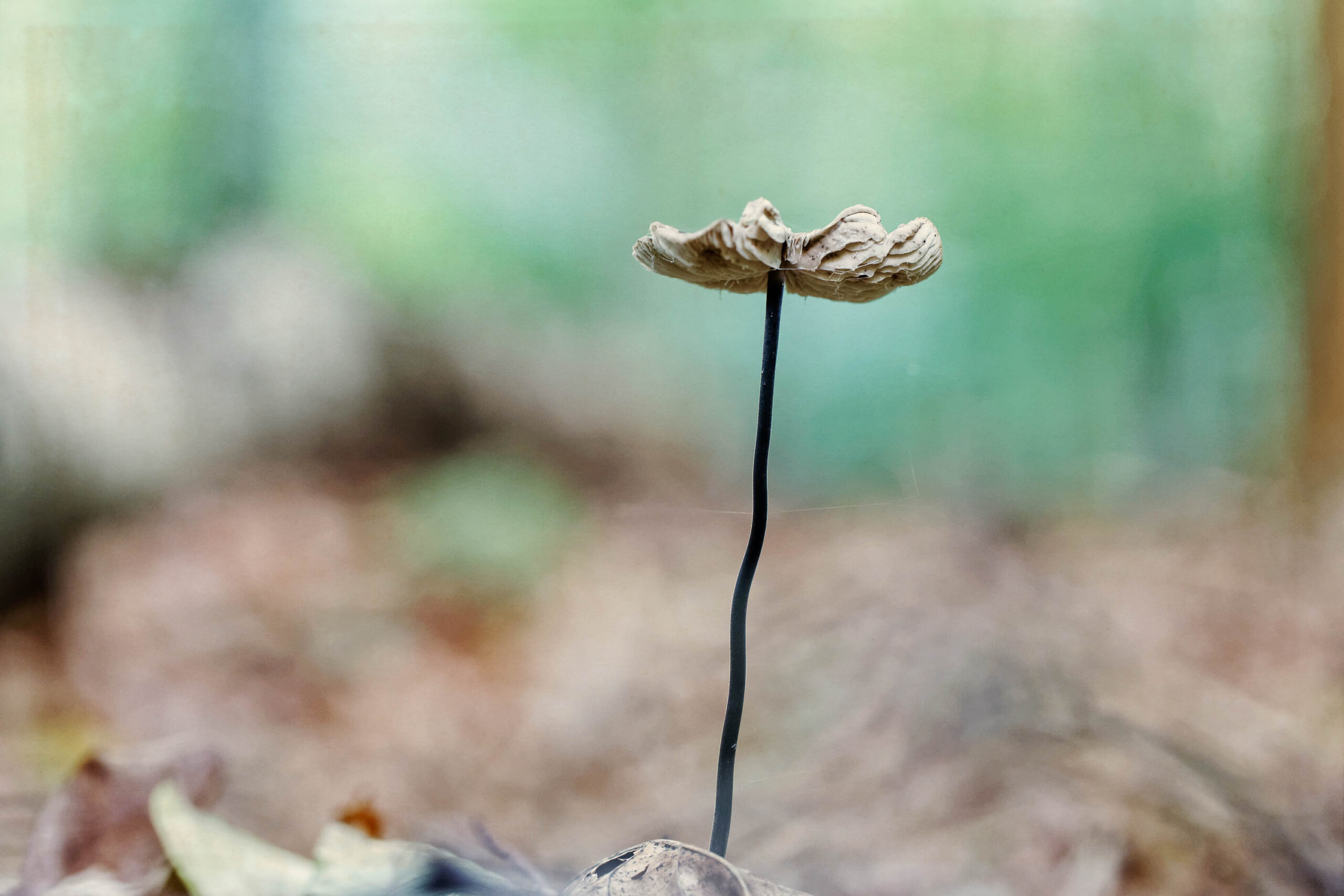Das Bild zeigt einen einzelnen Pilz, der aus dem Waldboden ragt. Der Pilz hat eine blasse, fast weiße Farbe und eine ungewöhnliche, leicht gewellte Form. Der Stiel ist schlank und dunkel. Der Hintergrund besteht aus verrottetem Laub und verschwommenen Grüntönen, was eine friedliche und etwas melancholische Atmosphäre erzeugt. Die Schärfentiefe ist gering, was den Fokus auf den Pilz lenkt und ihn isoliert darstellt.