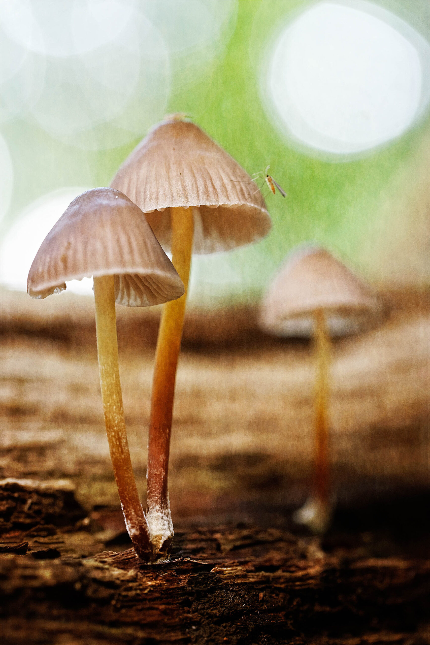 Das Foto zeigt eine Nahaufnahme von mehreren Pilzen, die in einem Wald wachsen. Die Pilze haben helle, fast weiße Hüte und dünne, helle Stiele. Im Hintergrund sind verschwommene grüne Blätter und Lichtflecken zu sehen, die durch das Blätterdach dringen. Die Beleuchtung ist weich und diffus, was eine friedliche und natürliche Atmosphäre schafft. Die Schärfentiefe ist gering, was die Aufmerksamkeit auf die Pilze lenkt und den Hintergrund unscharf hält.