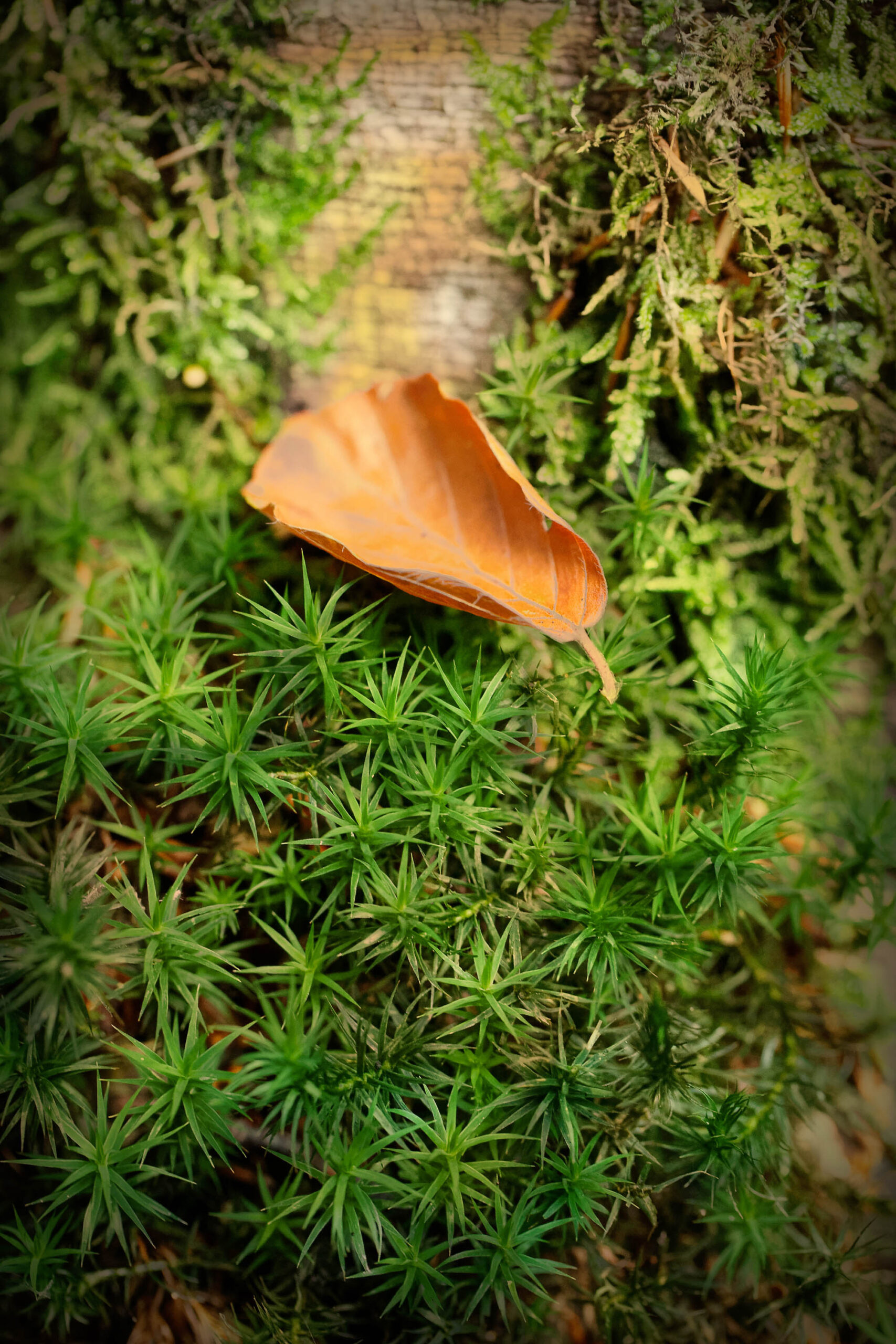 Das Bild zeigt eine Nahaufnahme eines einzelnen, braunen Blattes, das auf einem dichten Teppich aus grünem Moos liegt. Im Hintergrund ist der Stamm eines Baumes sichtbar, der mit Moos bewachsen ist. Die Beleuchtung ist gedämpft und erzeugt eine ruhige, friedliche Atmosphäre. Die Schärfentiefe ist gering, was den Fokus auf das Blatt lenkt und den Hintergrund verschwommen darstellt.
