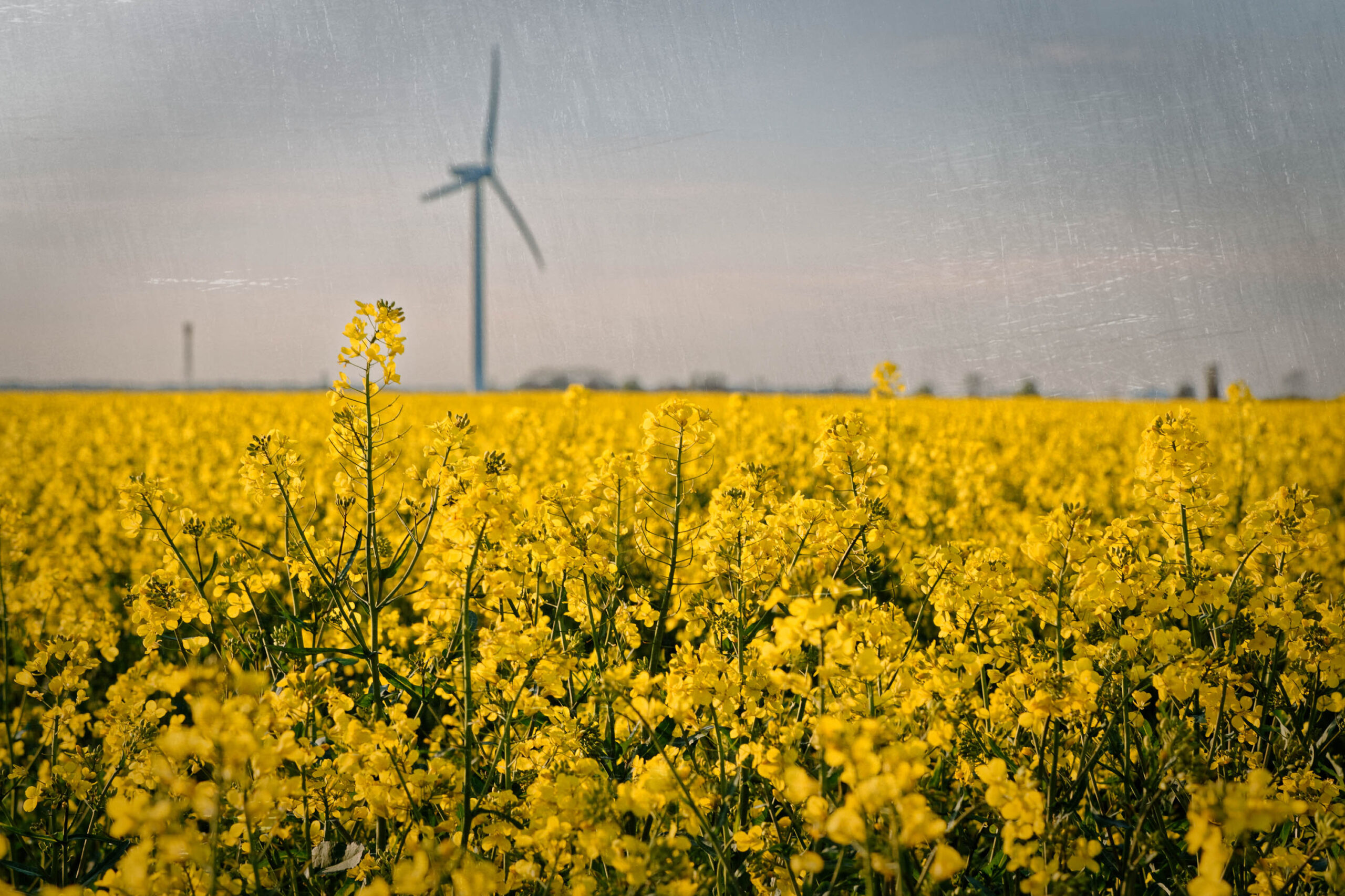 Das Bild zeigt ein üppiges Feld mit blühendem Raps. Die gelben Blüten dominieren das Bild und erzeugen eine warme, leuchtende Atmosphäre. Im Hintergrund, leicht unscharf, ist ein Windrad zu sehen, das auf die moderne Landwirtschaft und die Nutzung erneuerbarer Energien hinweist. Der Himmel ist bedeckt und trägt zu einer ruhigen, fast melancholischen Stimmung bei. Die Perspektive ist aus Bodennähe, was die Intensität der Blüten hervorhebt.
