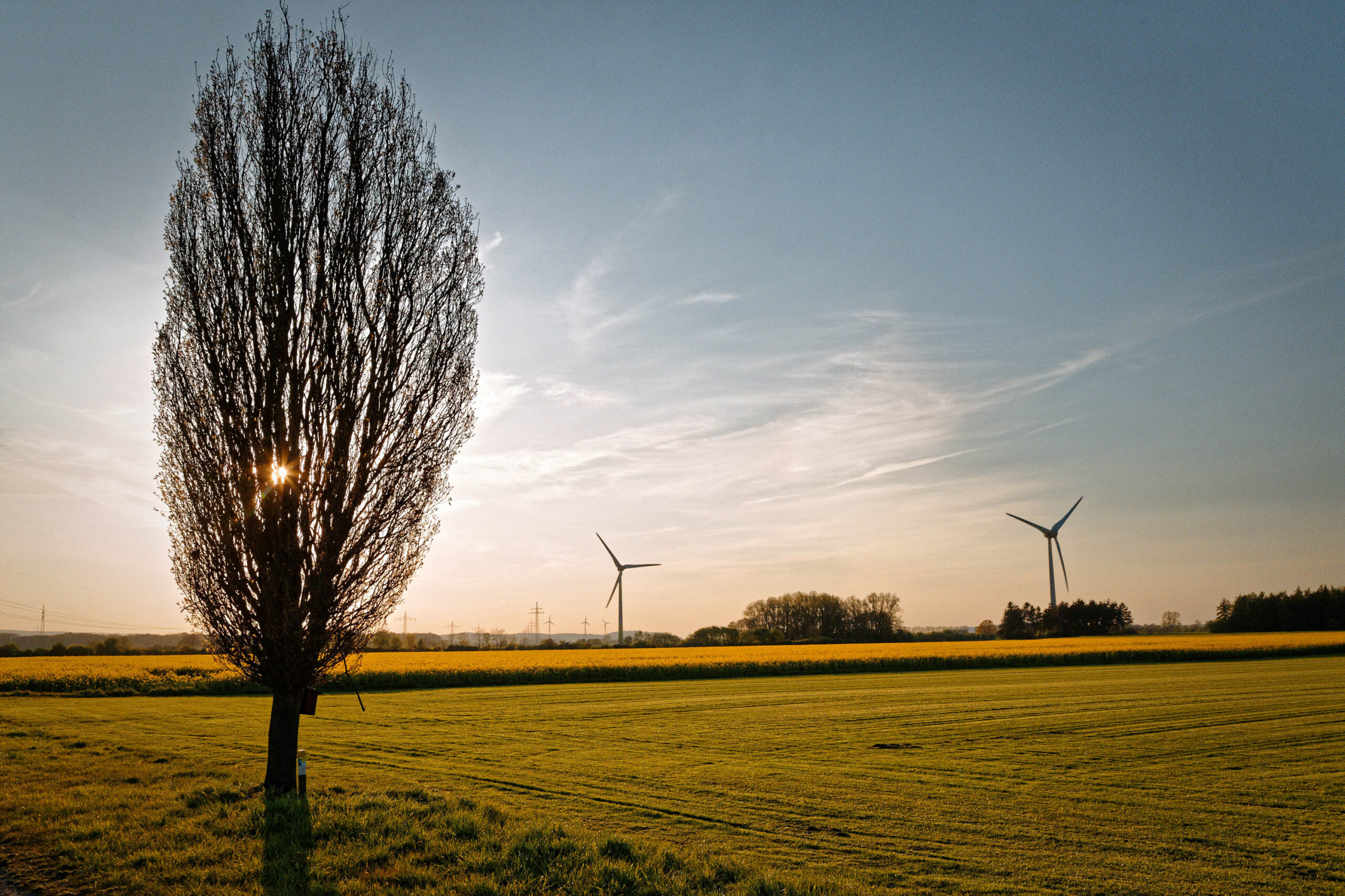 Das Foto zeigt eine Landschaft bei Sonnenuntergang im Calenberger Land, Pattensen. Im Vordergrund steht ein einzelner Baum, dessen Silhouette sich vor dem goldenen Licht des untergehenden Sonnenlichts abhebt. Das Feld ist golden und weist leichte Furchen auf. Im Hintergrund sind mehrere Windkraftanlagen zu sehen, die die moderne Landwirtschaft und Energiewirtschaft der Region widerspiegeln. Der Himmel ist blau mit vereinzelten Wolken und einem Hauch von orangefarbenem Licht. Die Szene vermittelt ein Gefühl von Ruhe und Weite.