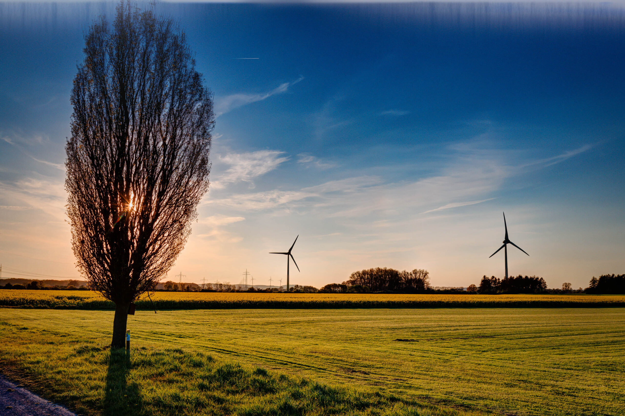 Die Aufnahme zeigt eine Landschaft bei Sonnenuntergang. Im Vordergrund steht ein einzelner Baum, dessen Silhouette sich vor dem goldenen Licht des sinkenden Sonnenuntergangs abzeichnet. Das Feld ist in ein leuchtendes Gelb getaucht, das durch die untergehenden Sonnenstrahlen verstärkt wird. Im Hintergrund sind mehrere Windräder zu sehen, die die moderne Landwirtschaft und Energiegewinnung in der Region widerspiegeln. Der Himmel ist blau und von vereinzelten Wolken durchzogen. Die Szene vermittelt eine friedliche und ruhige Atmosphäre.