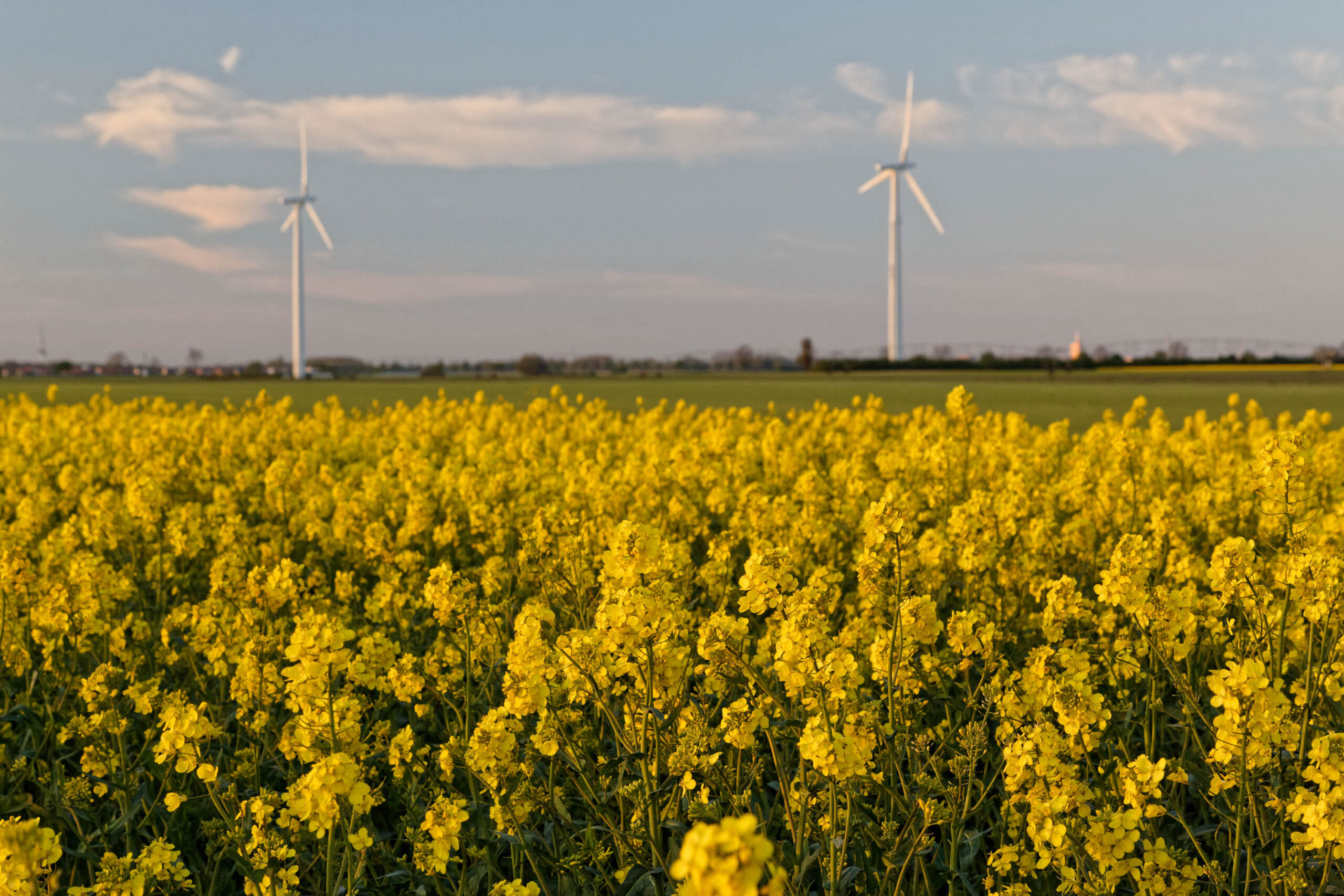 Das Bild zeigt ein üppiges Feld mit blühendem Raps, das sich bis zum Horizont erstreckt. Im Hintergrund sind zwei Windkraftanlagen zu sehen, die sich majestätisch in den Himmel erheben. Die untergehende Sonne taucht die Szene in ein warmes, goldenes Licht, das die Farben des Rapses intensiviert. Der Himmel ist von zarten Wolken durchzogen, die das Licht reflektieren und eine ruhige Atmosphäre schaffen. Das Bild vermittelt ein Gefühl von Weite, Ruhe und Harmonie zwischen Mensch und Natur.