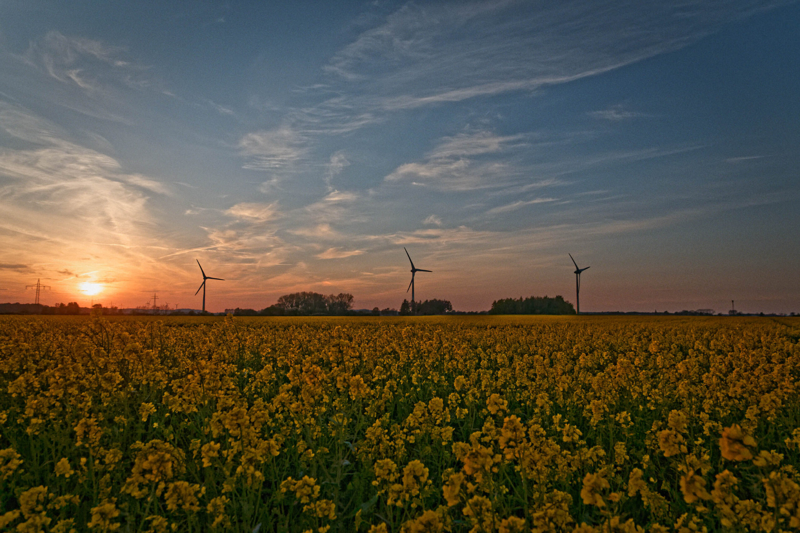 Das Bild zeigt ein weitläufiges Feld mit blühendem Raps, das sich bis zum Horizont erstreckt. Im Hintergrund sind drei Windkraftanlagen zu sehen, die sich vor einem dramatischen Sonnenuntergang abzeichnen. Der Himmel ist in leuchtenden Farben von Orange, Rosa und Violett gemalt, wobei auch Wolkenformationen sichtbar sind. Die Szene vermittelt eine friedliche und ruhige Atmosphäre.
